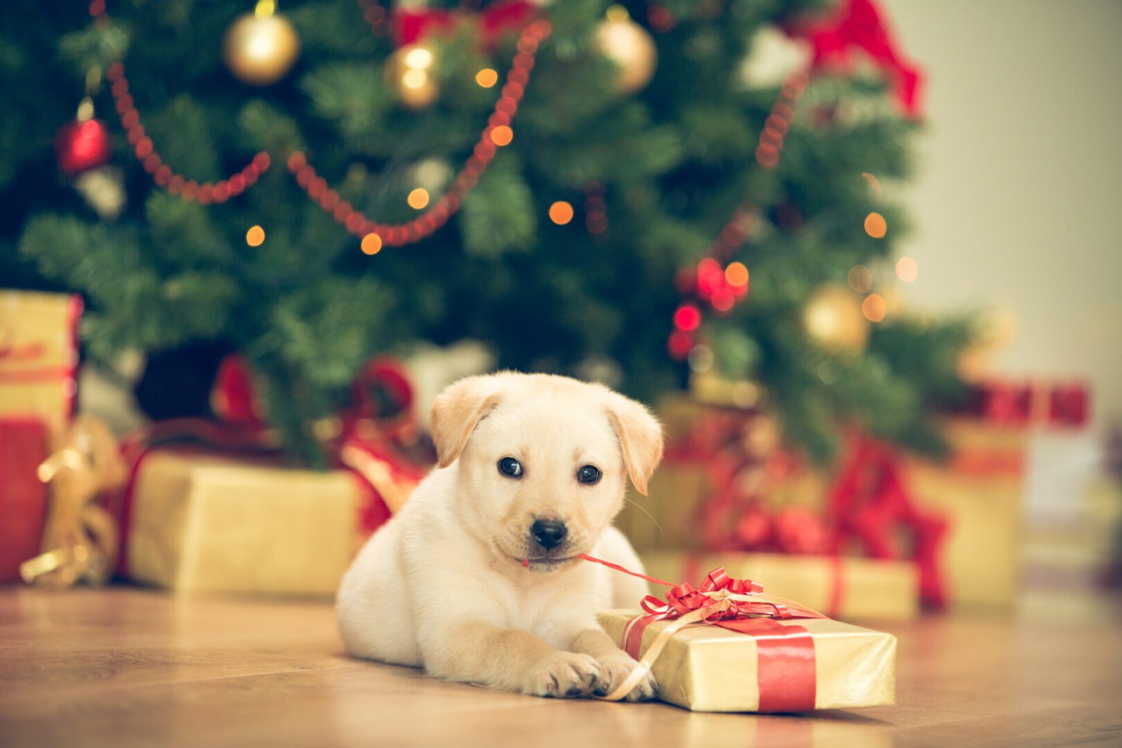 Puppy with gift under Christmas tree