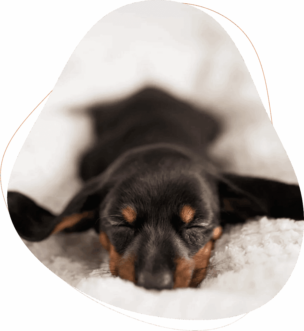 Adorable black and tan puppy napping