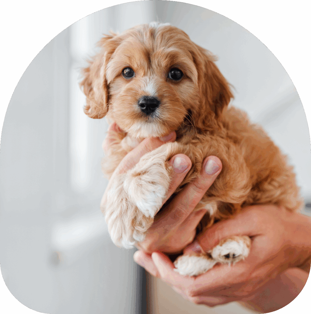 Adorable puppy cradled in human hands