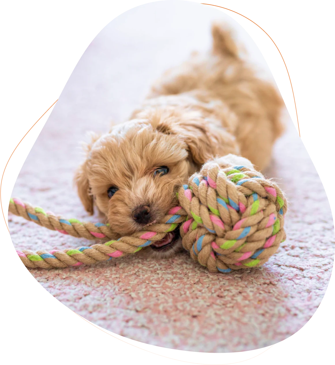 Fluffy dog chewing colorful rope ball