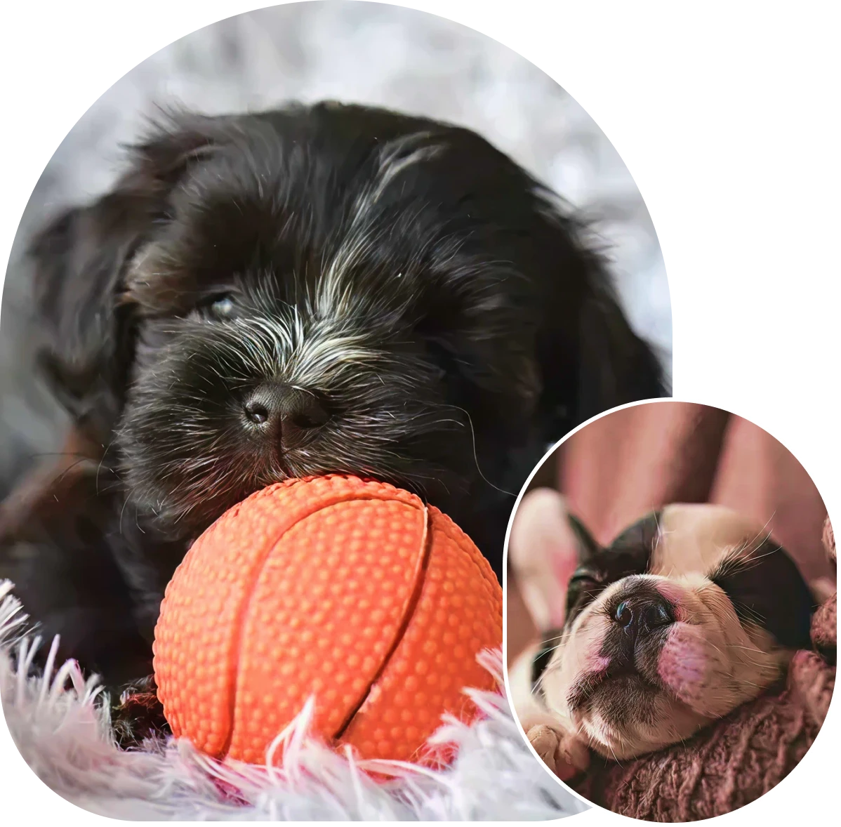 Black puppy with orange ball