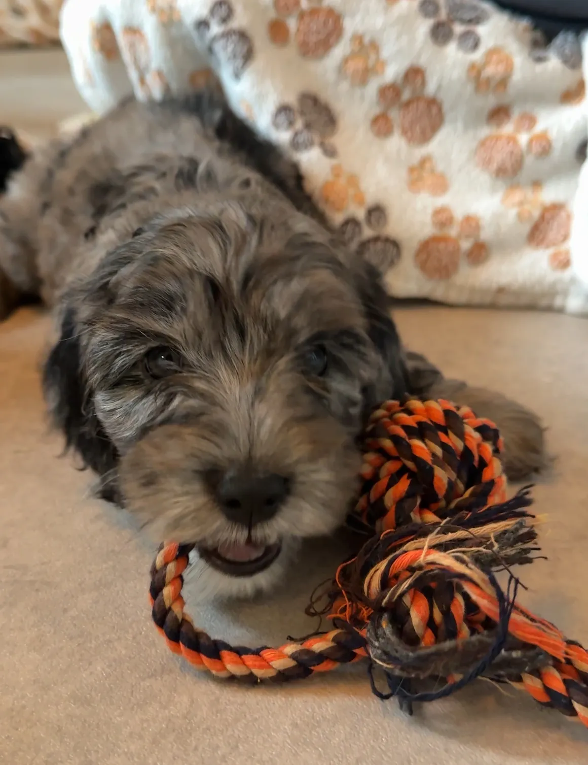 Fluffy puppy with rope toy