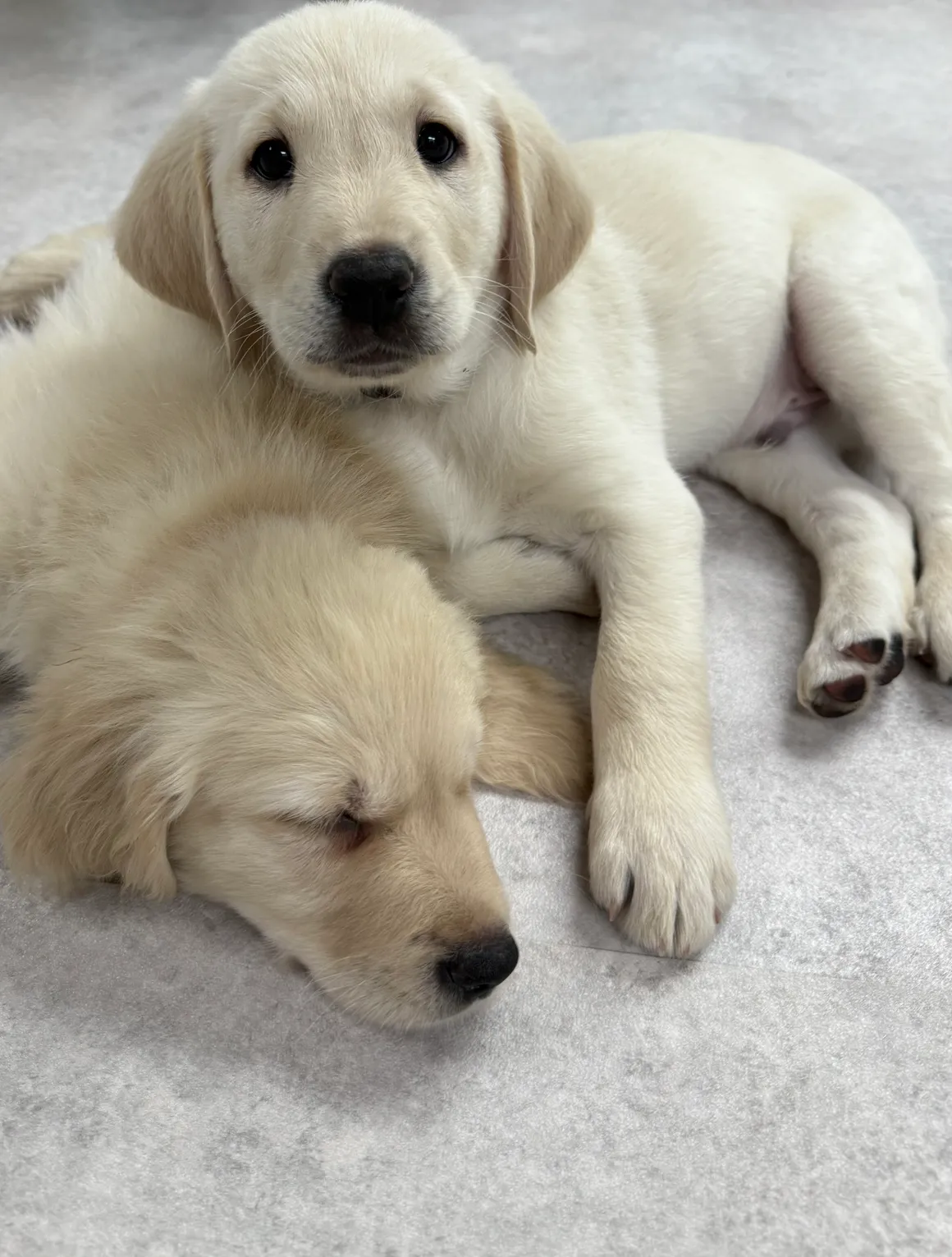 Cute puppies cuddling on the floor