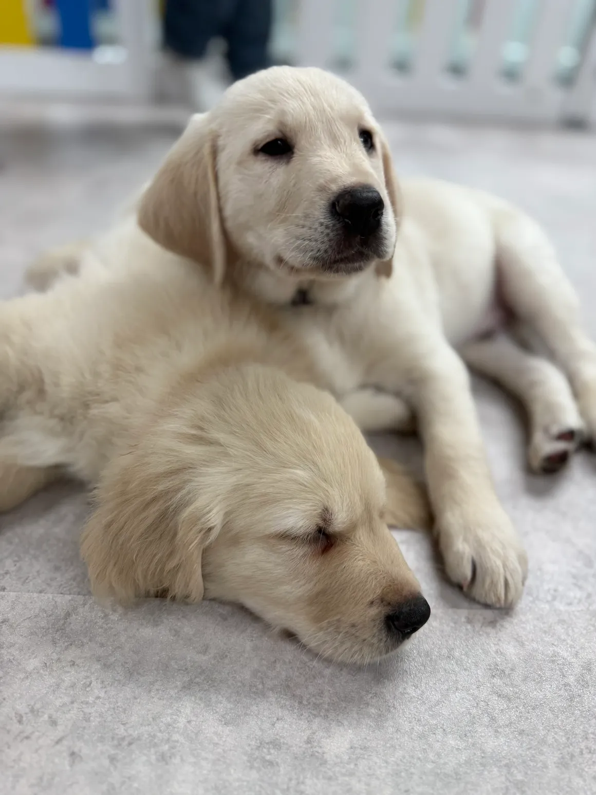 Golden retriever puppies cuddling on the floor