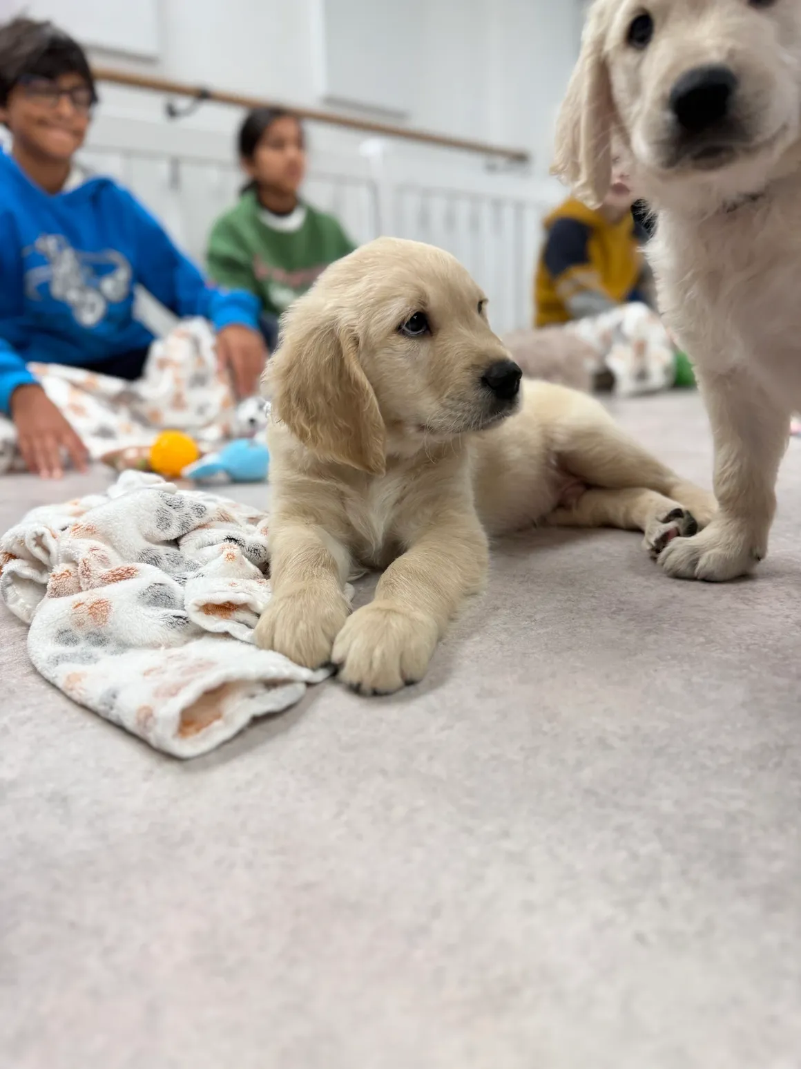 Cute puppy on floor with kids