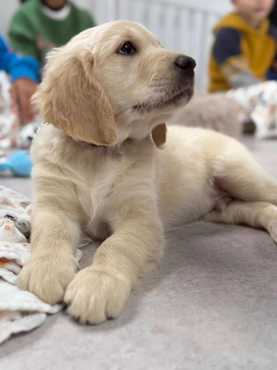 Adorable golden retriever puppy looking up