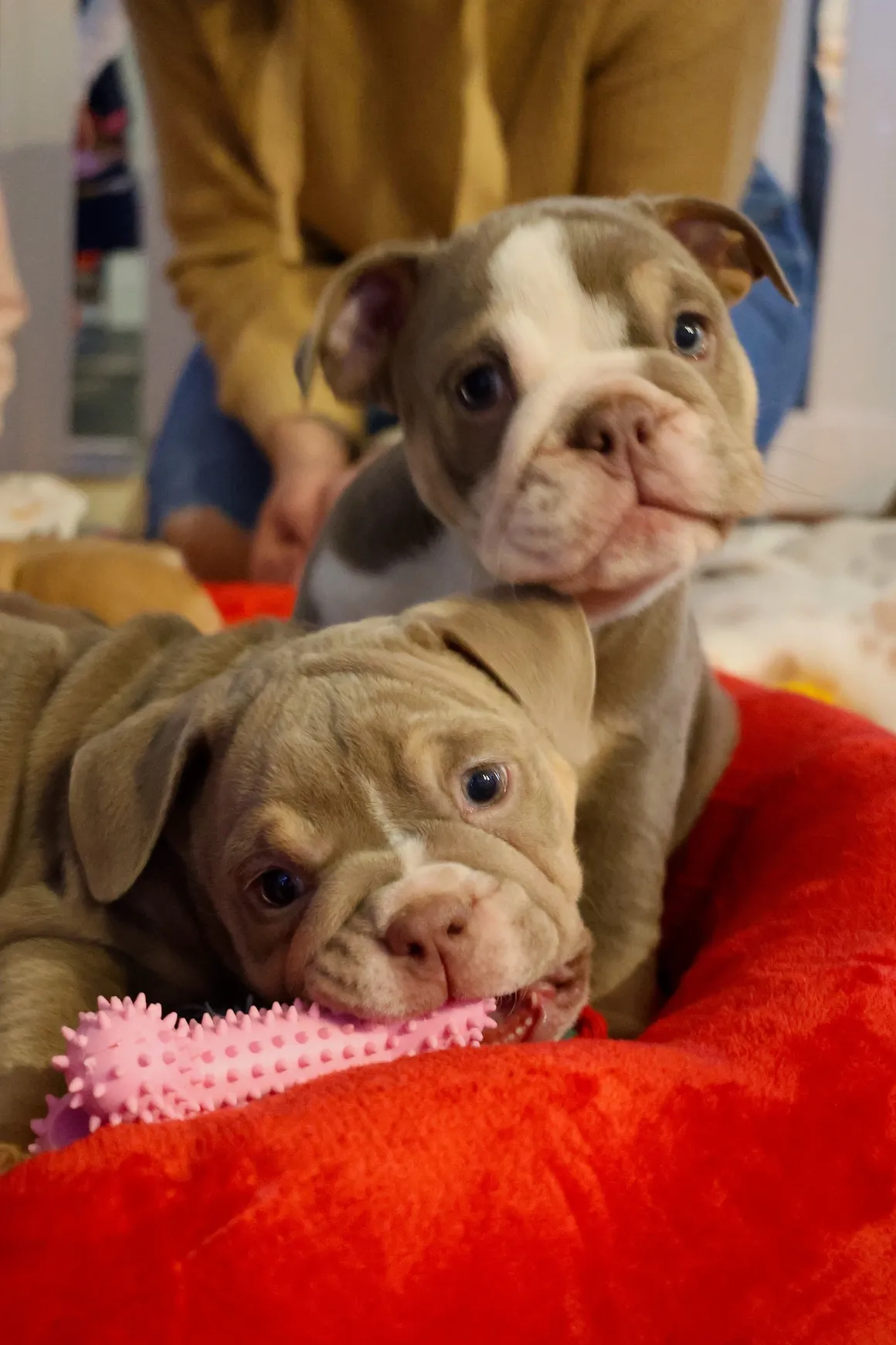 Cute puppies playing with chew toy