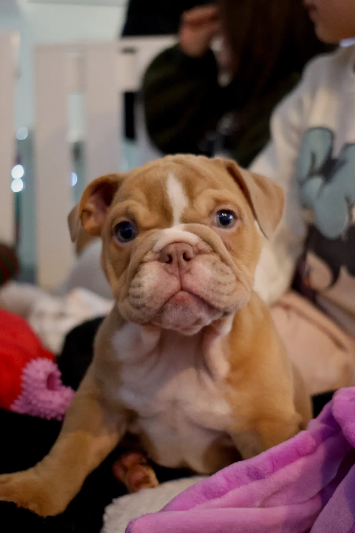 Young bulldog surrounded by people
