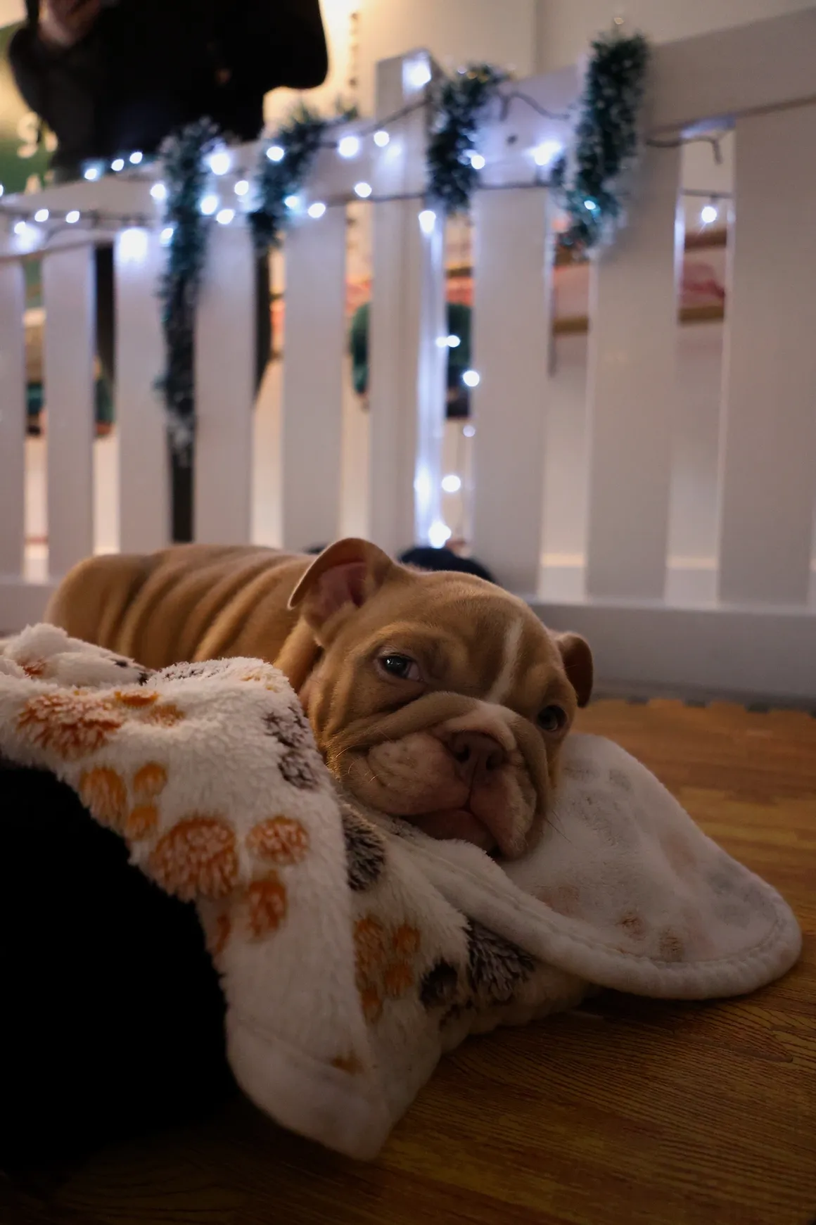 Cozy puppy in festive setting