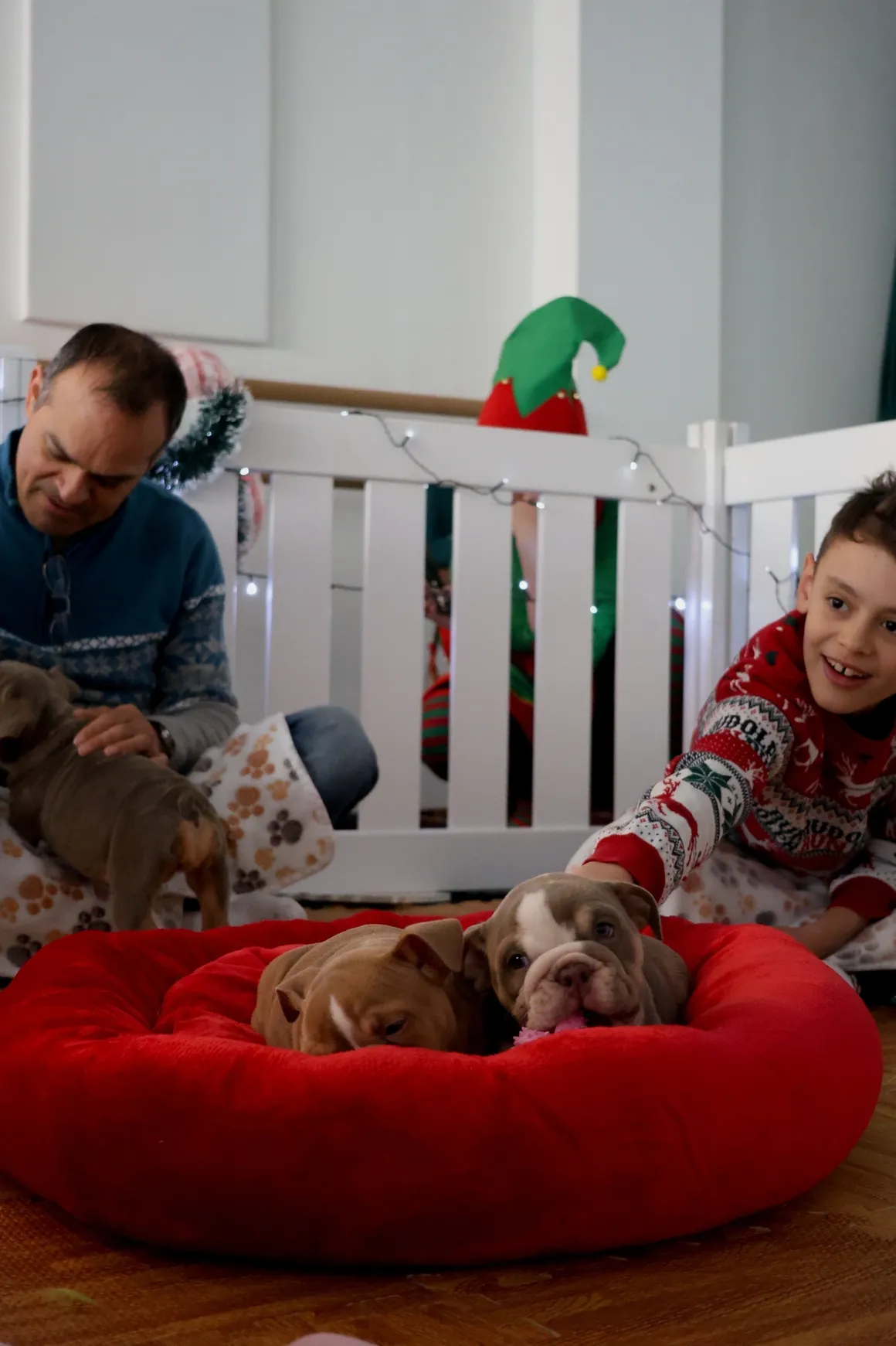 Man and child playing with puppies indoors