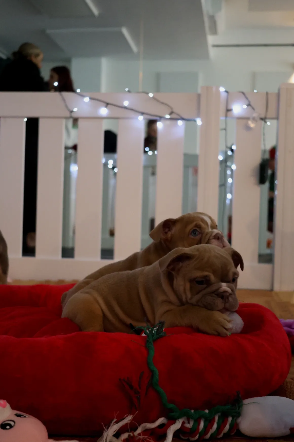 Bulldog puppies resting in a cozy bed