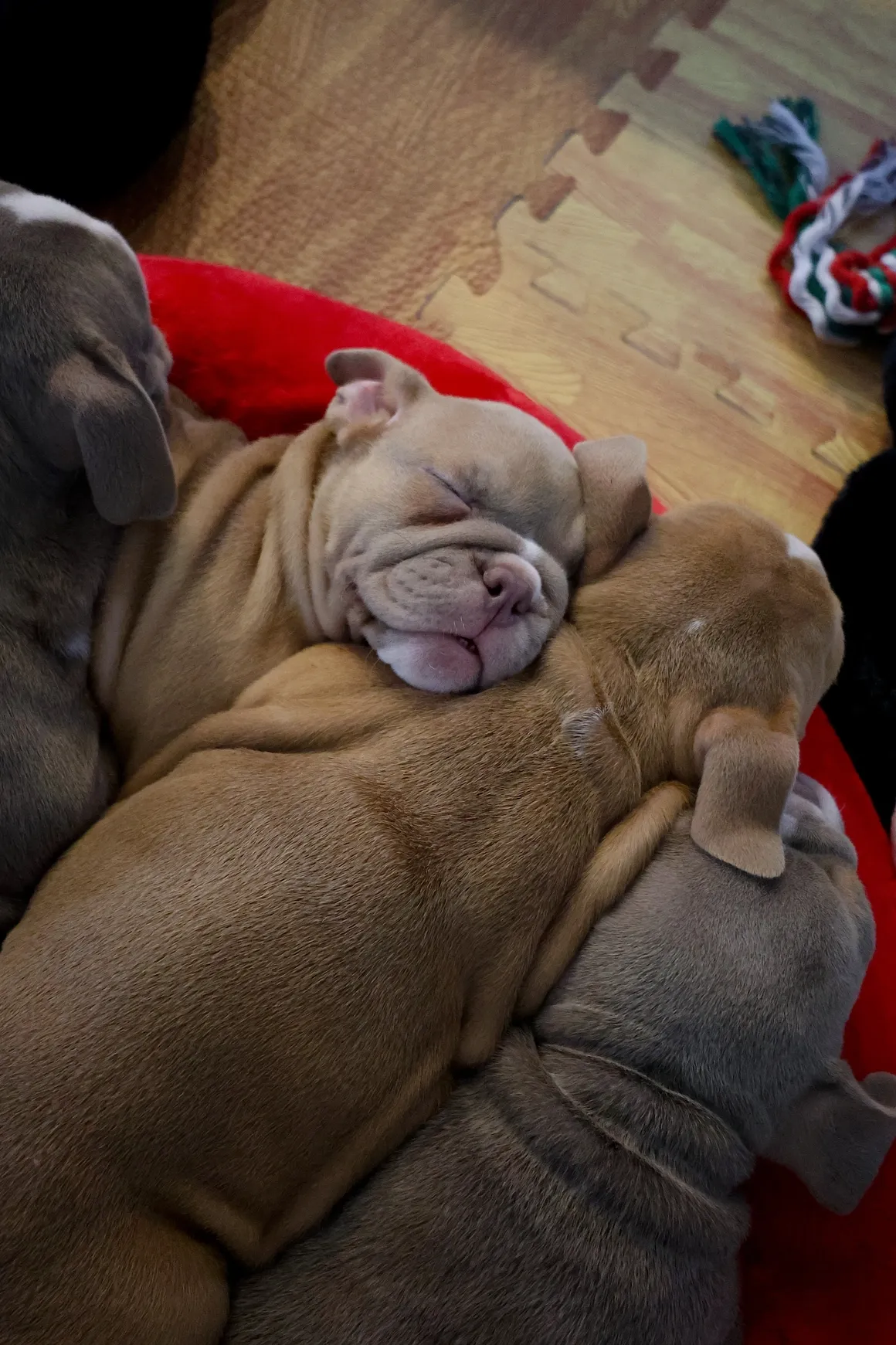 Cozy puppies snuggled up together