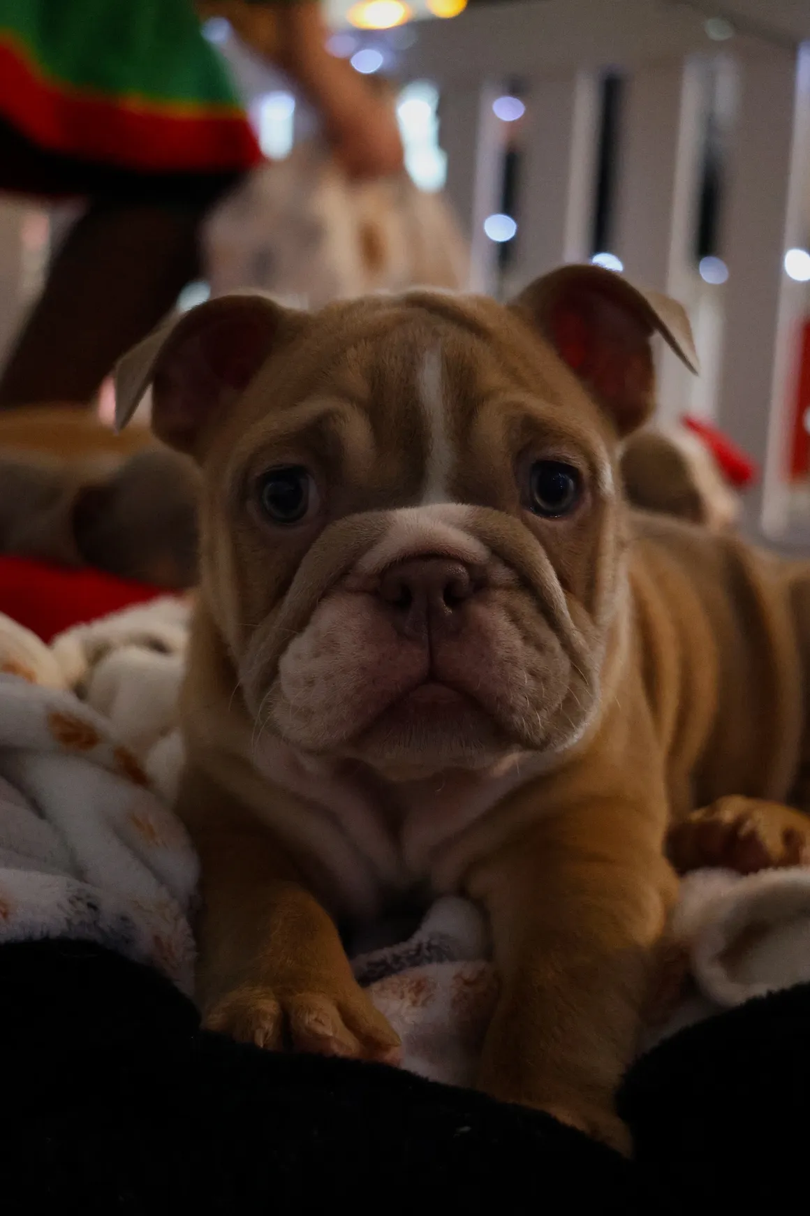 Cute bulldog puppy lying on blanket