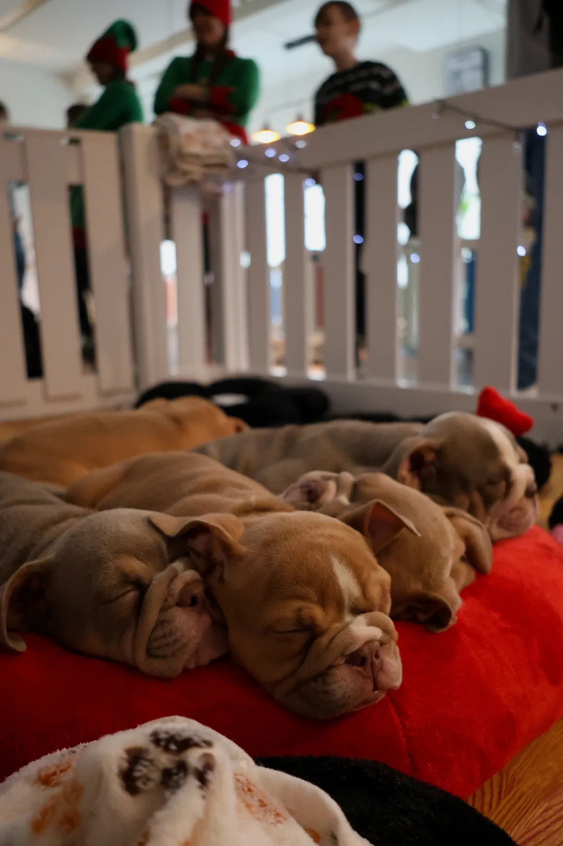 Sleeping puppies on a cozy blanket