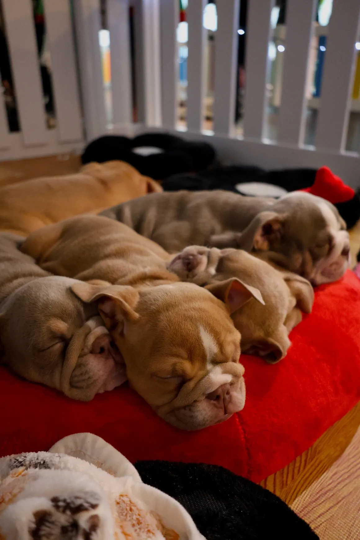 Adorable puppies napping peacefully indoors