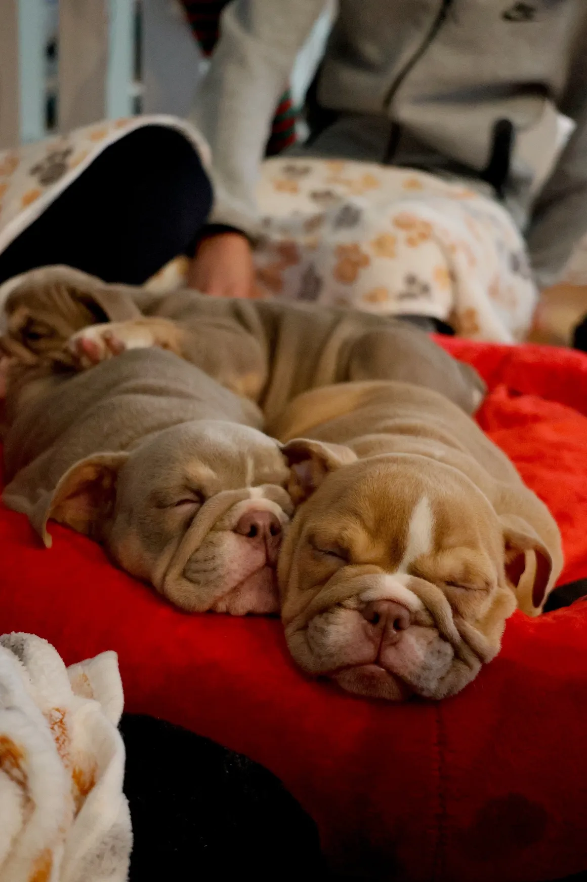 Two puppies resting on a red cushion