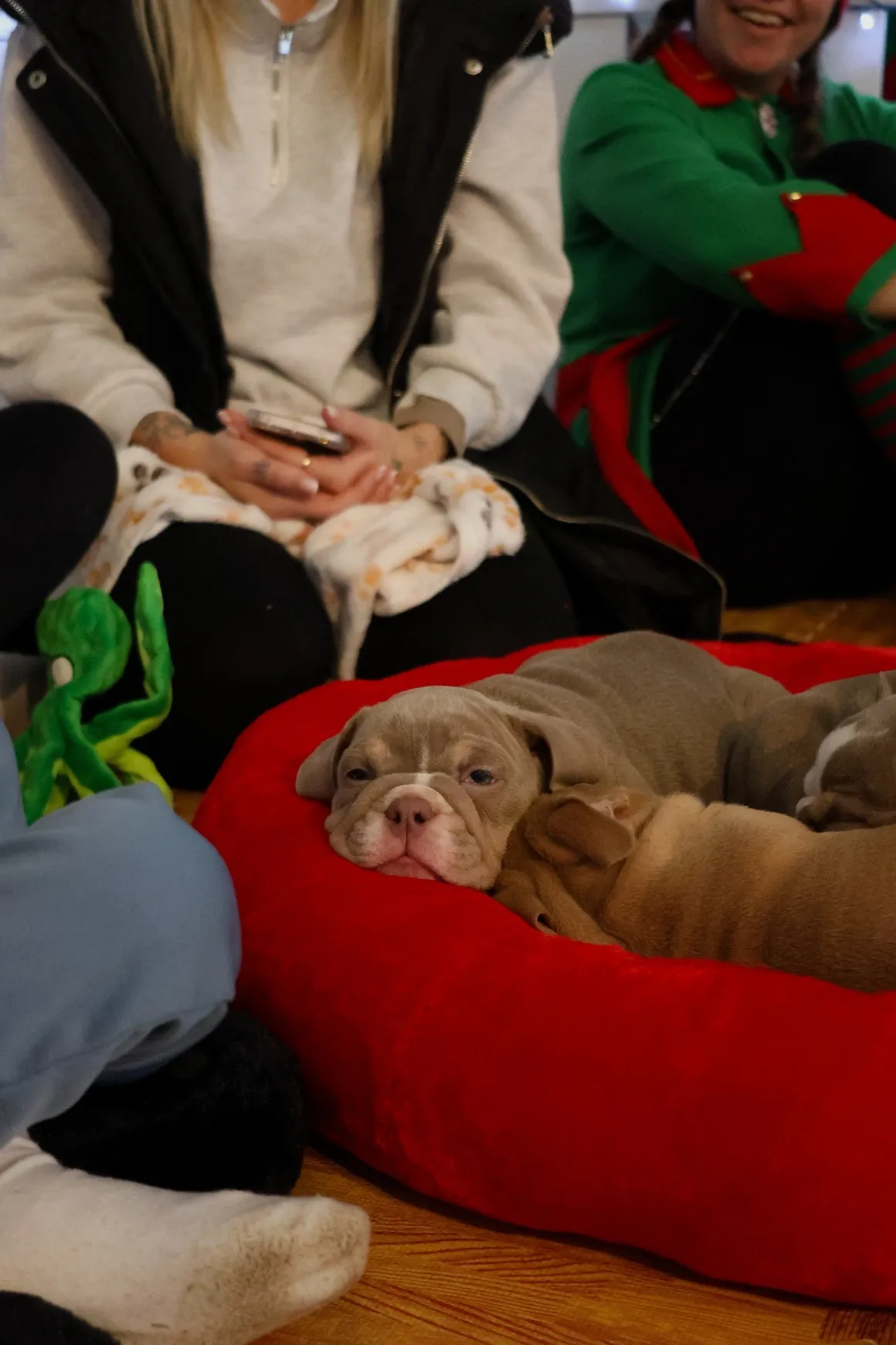 Puppy resting on red dog bed