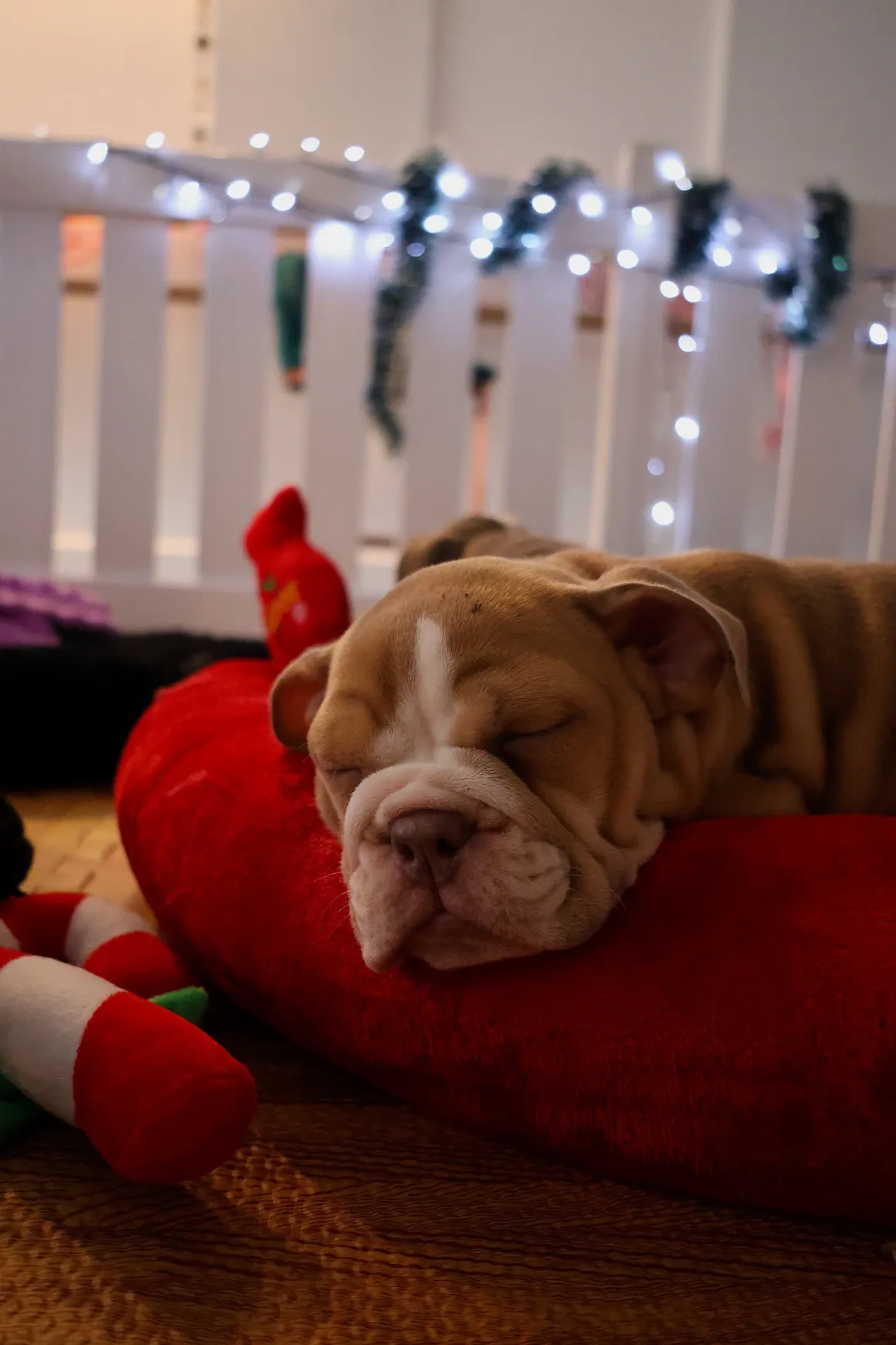 Cozy puppy resting indoors