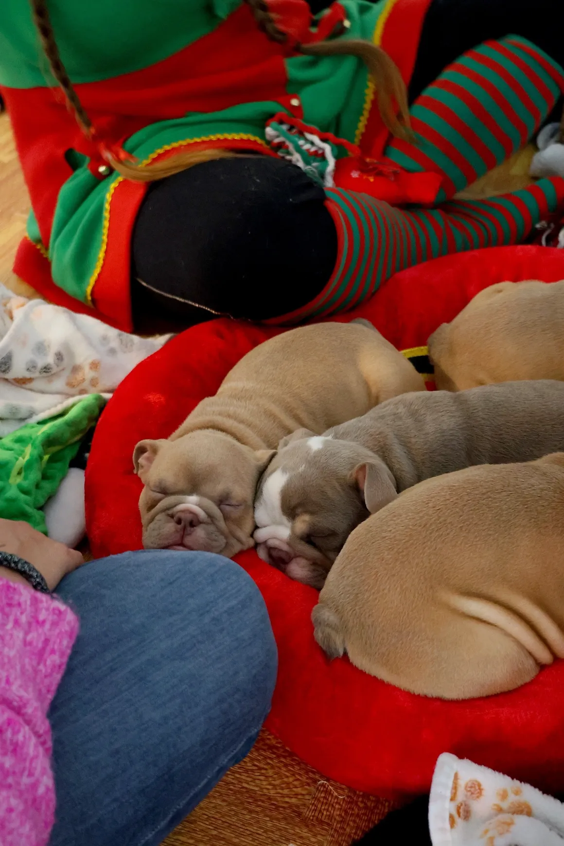 Sleeping puppies on a red cushion