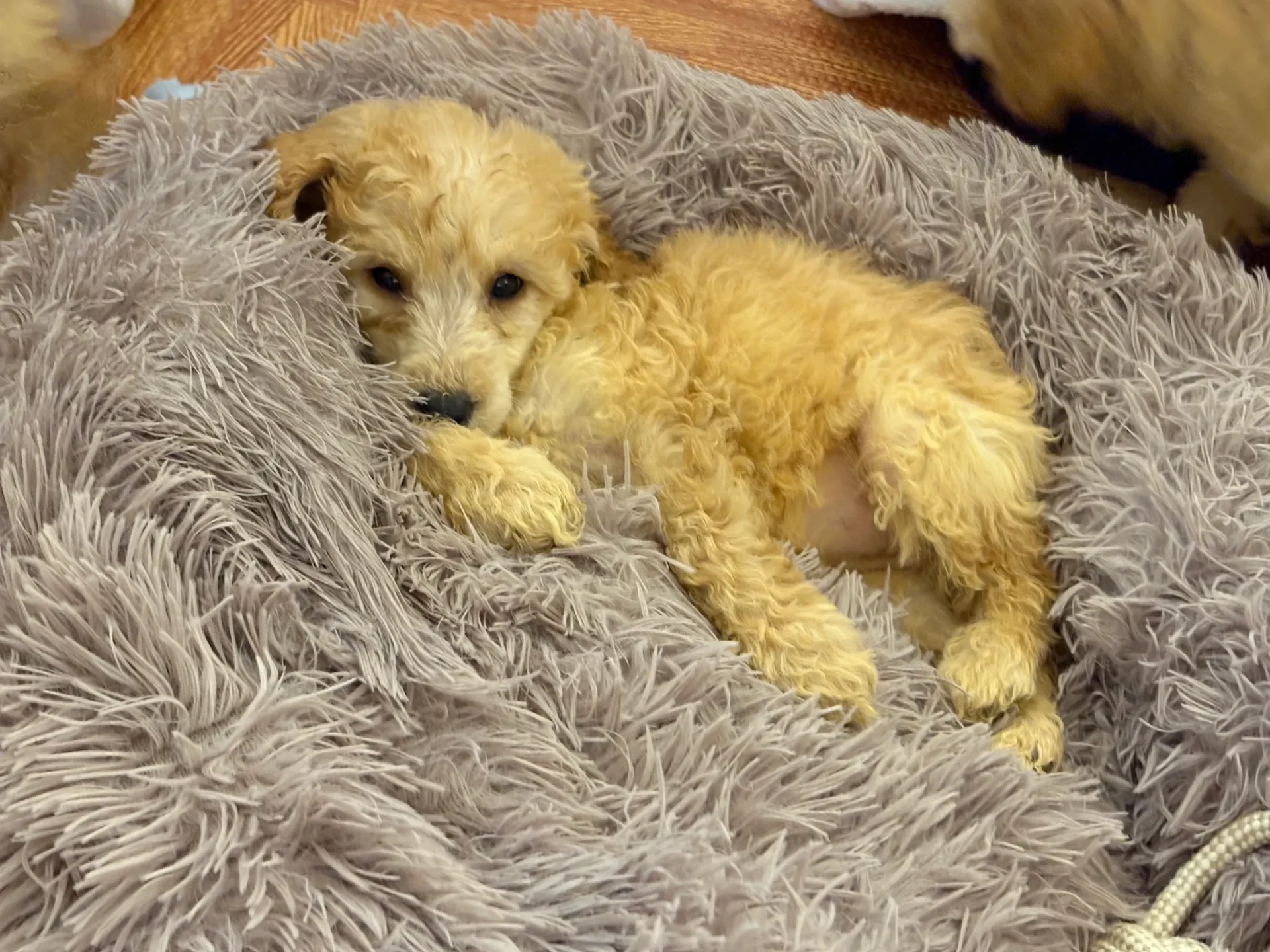 Cute puppy snuggling in furry blanket