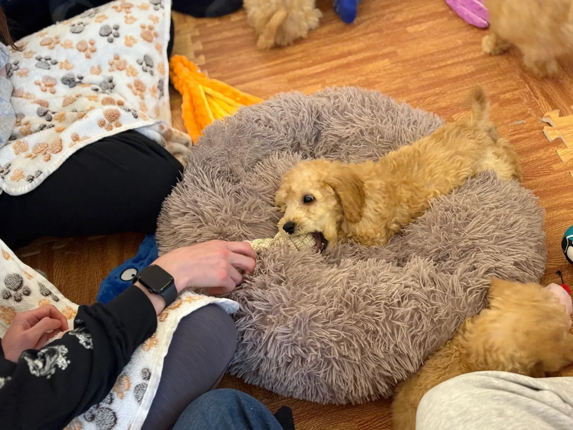 Dog enjoying chew toy in cozy bed