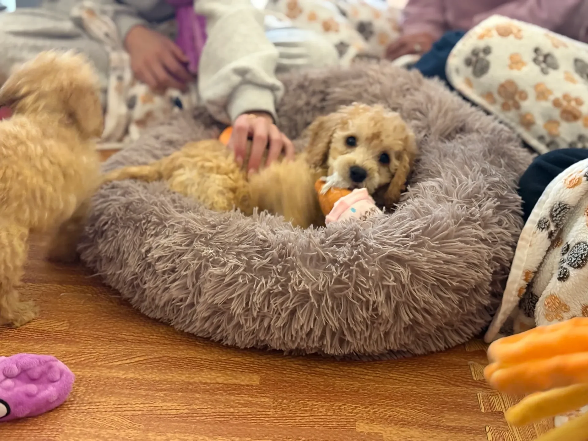 Fluffy dog with chew toy