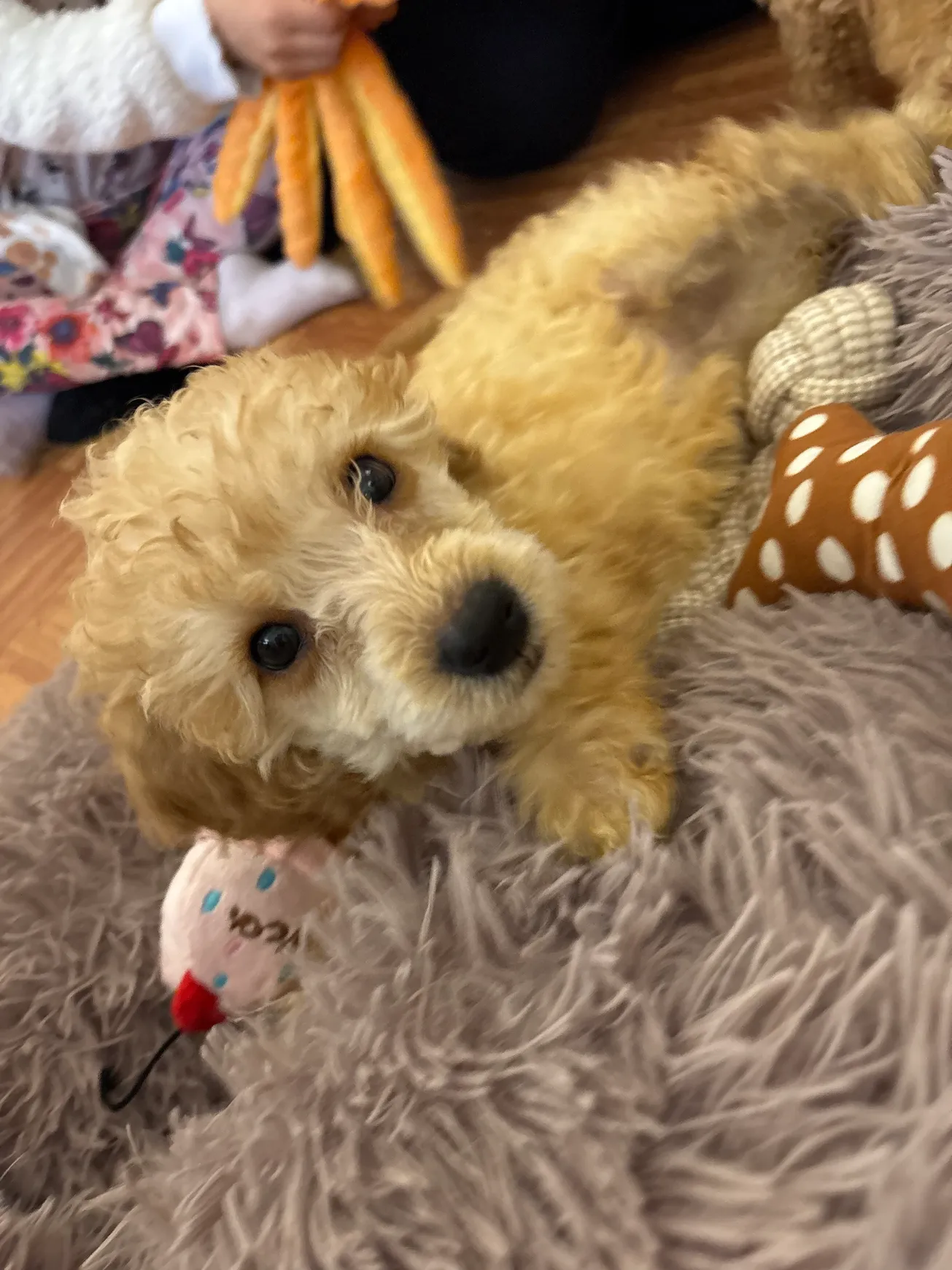 Cute puppy resting with toys nearby