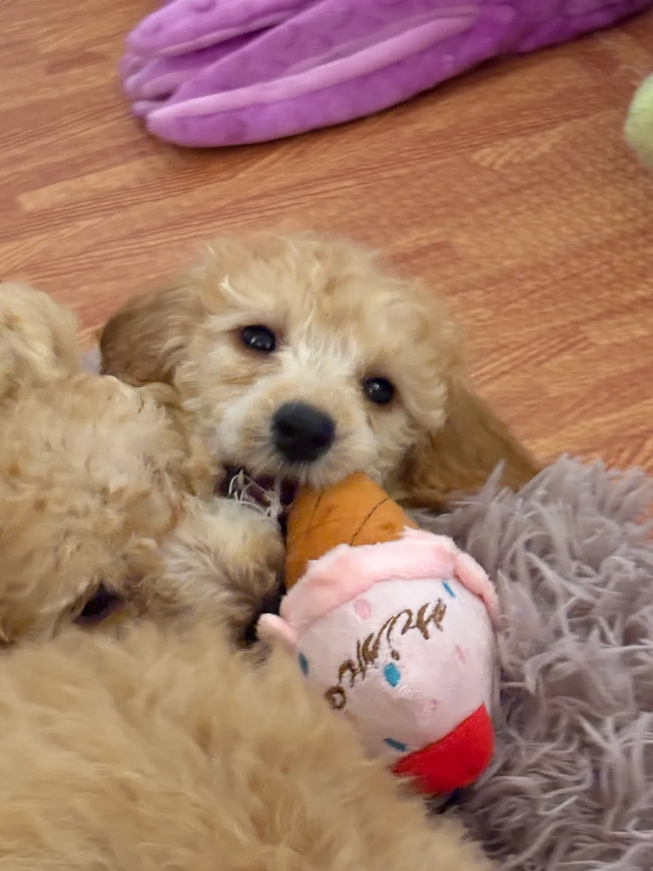 Fluffy puppy bites plush toy