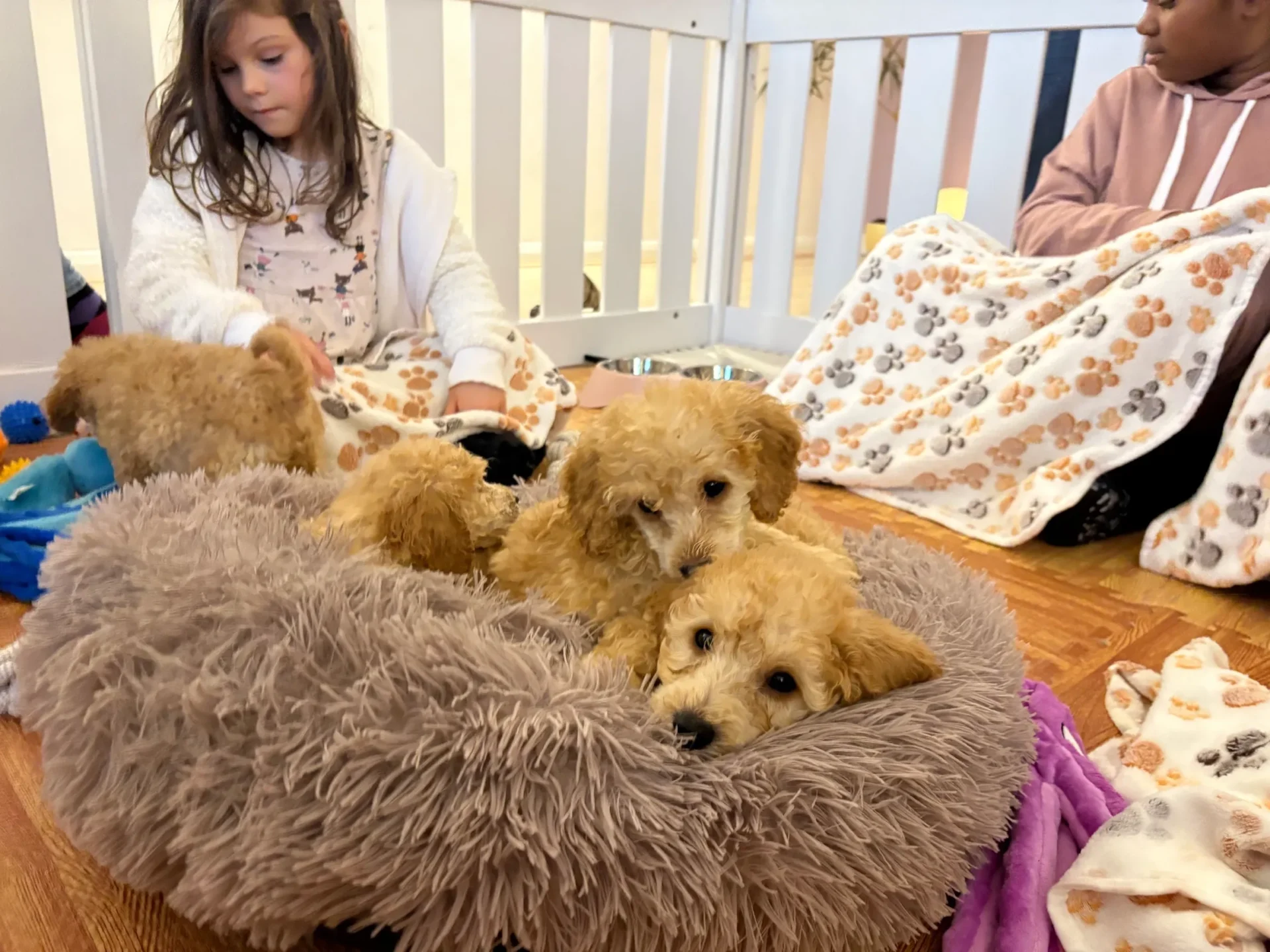Children playing with fluffy puppies