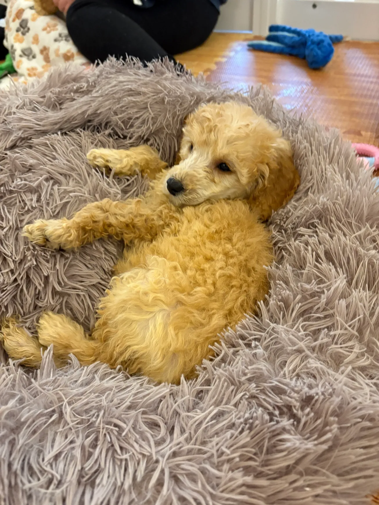 Cute puppy snuggled in a soft nest.