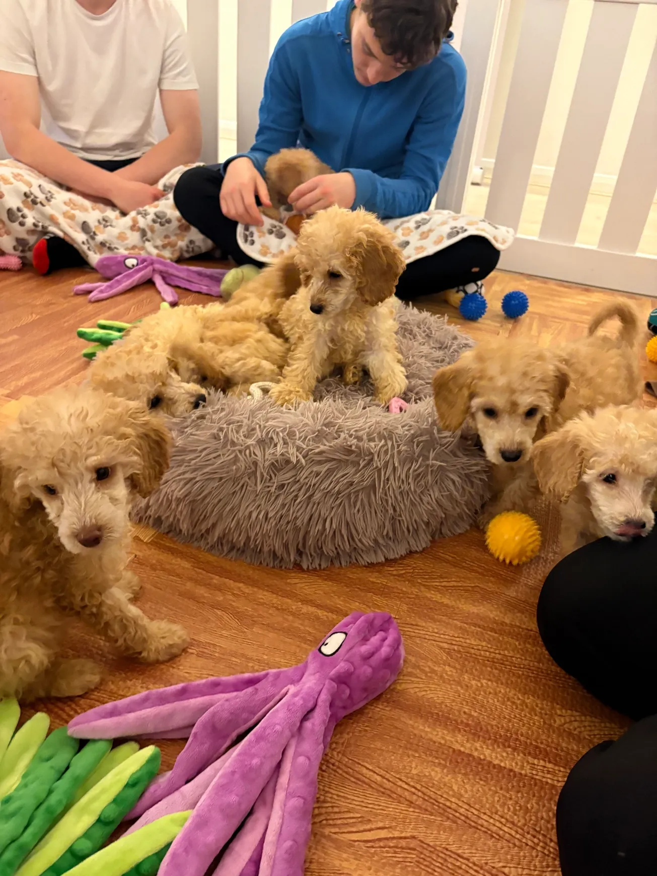 Puppies playing with toys on floor