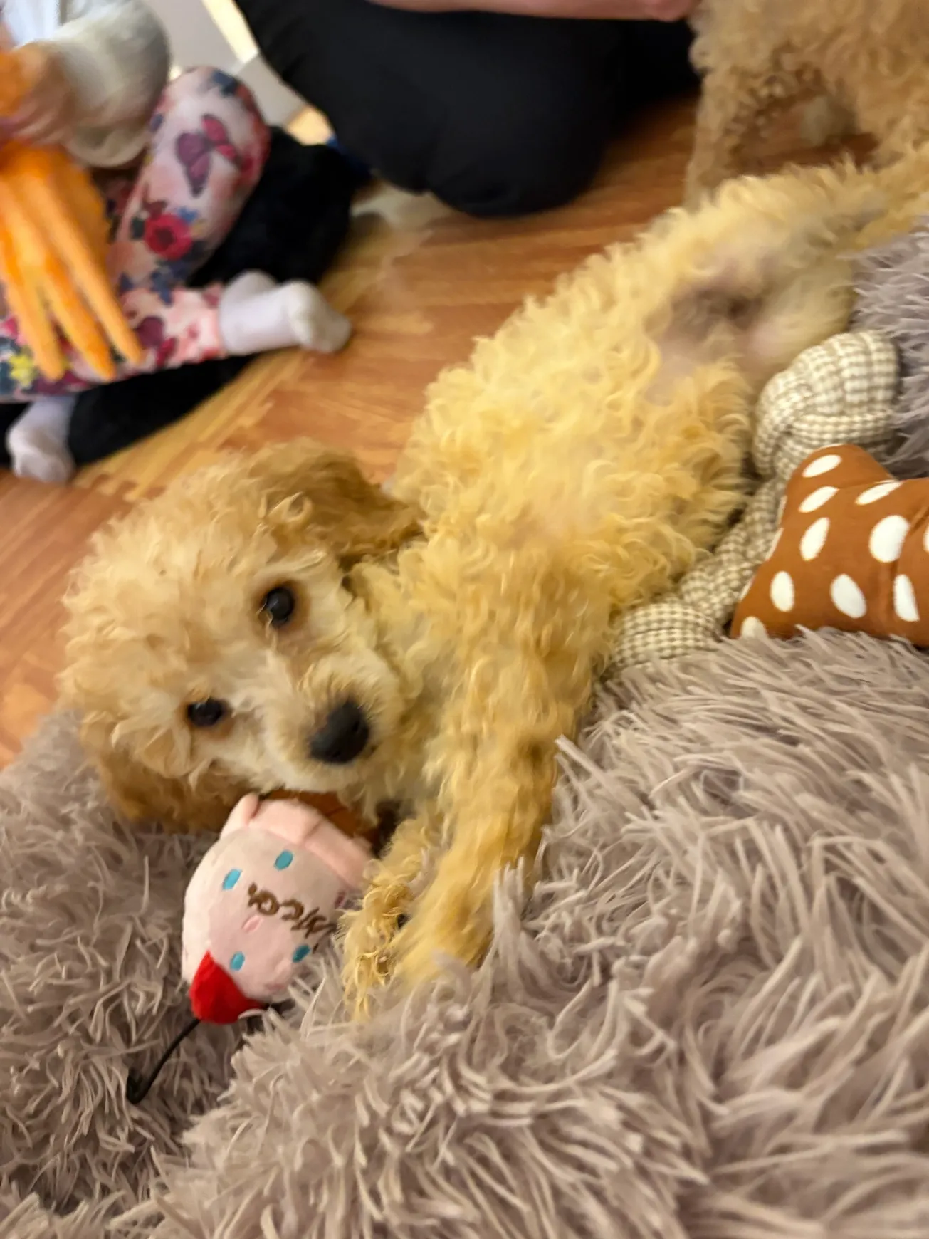 Fluffy puppy with toys on soft bed