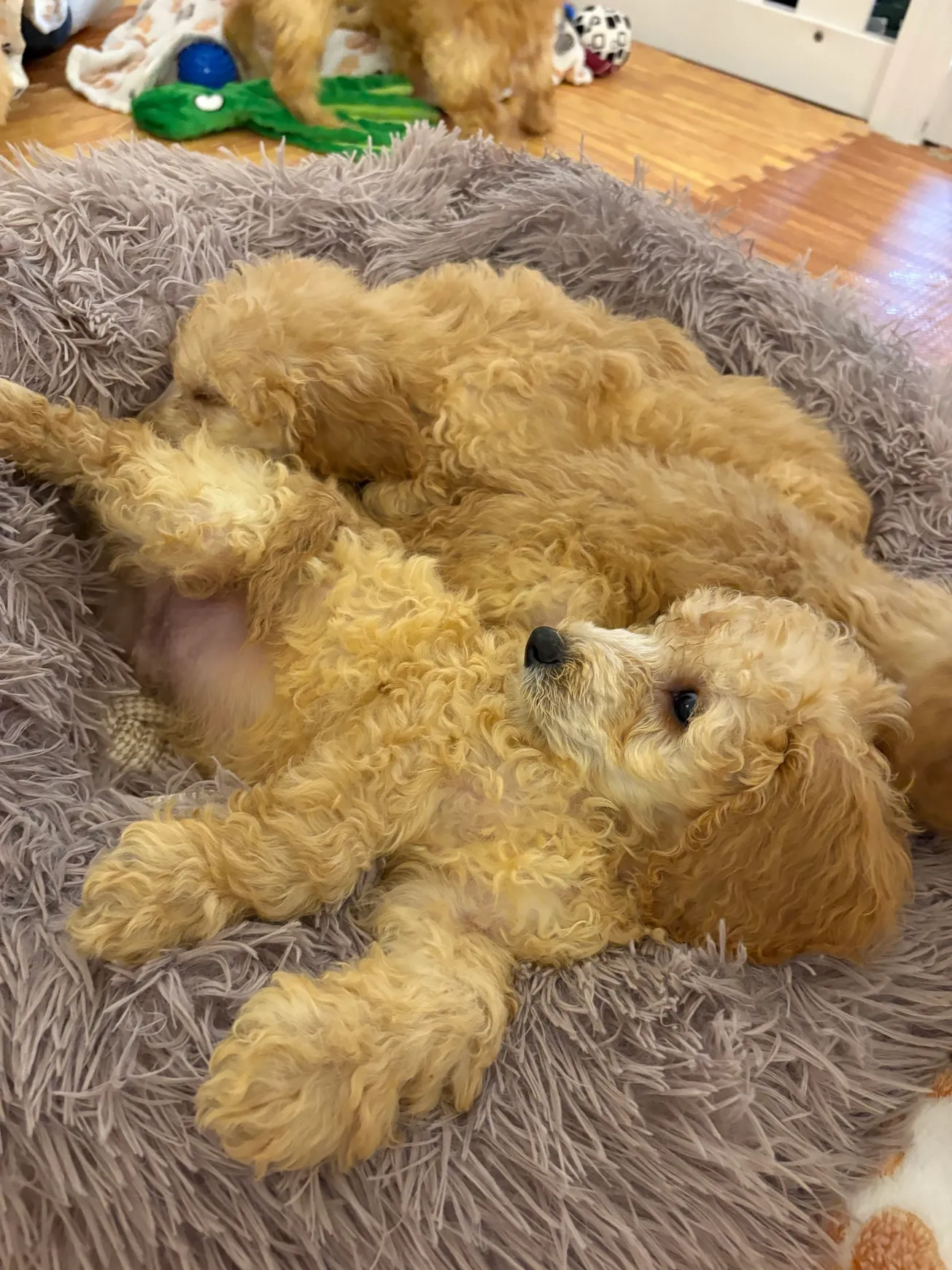 Adorable puppies cuddling together