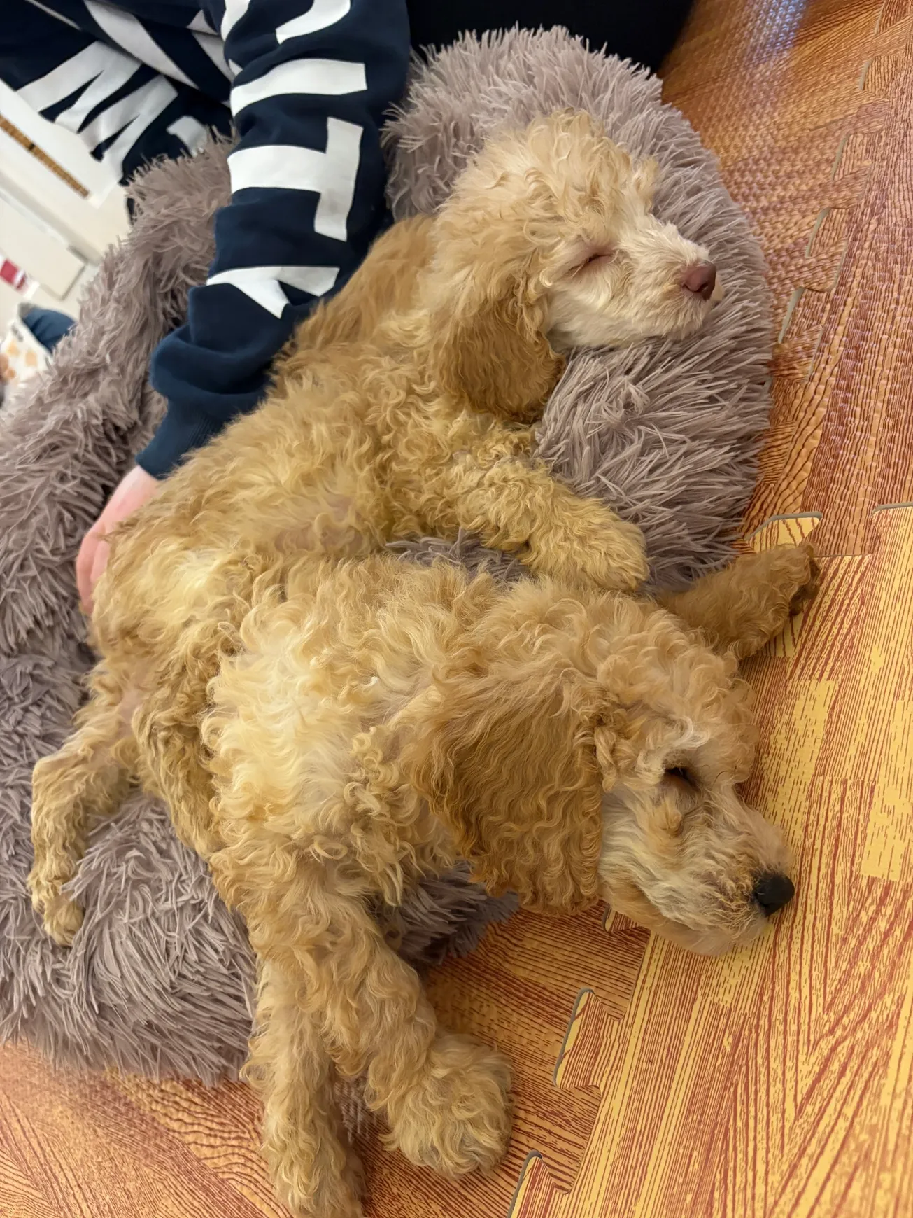 Curly-haired puppies resting peacefully indoors