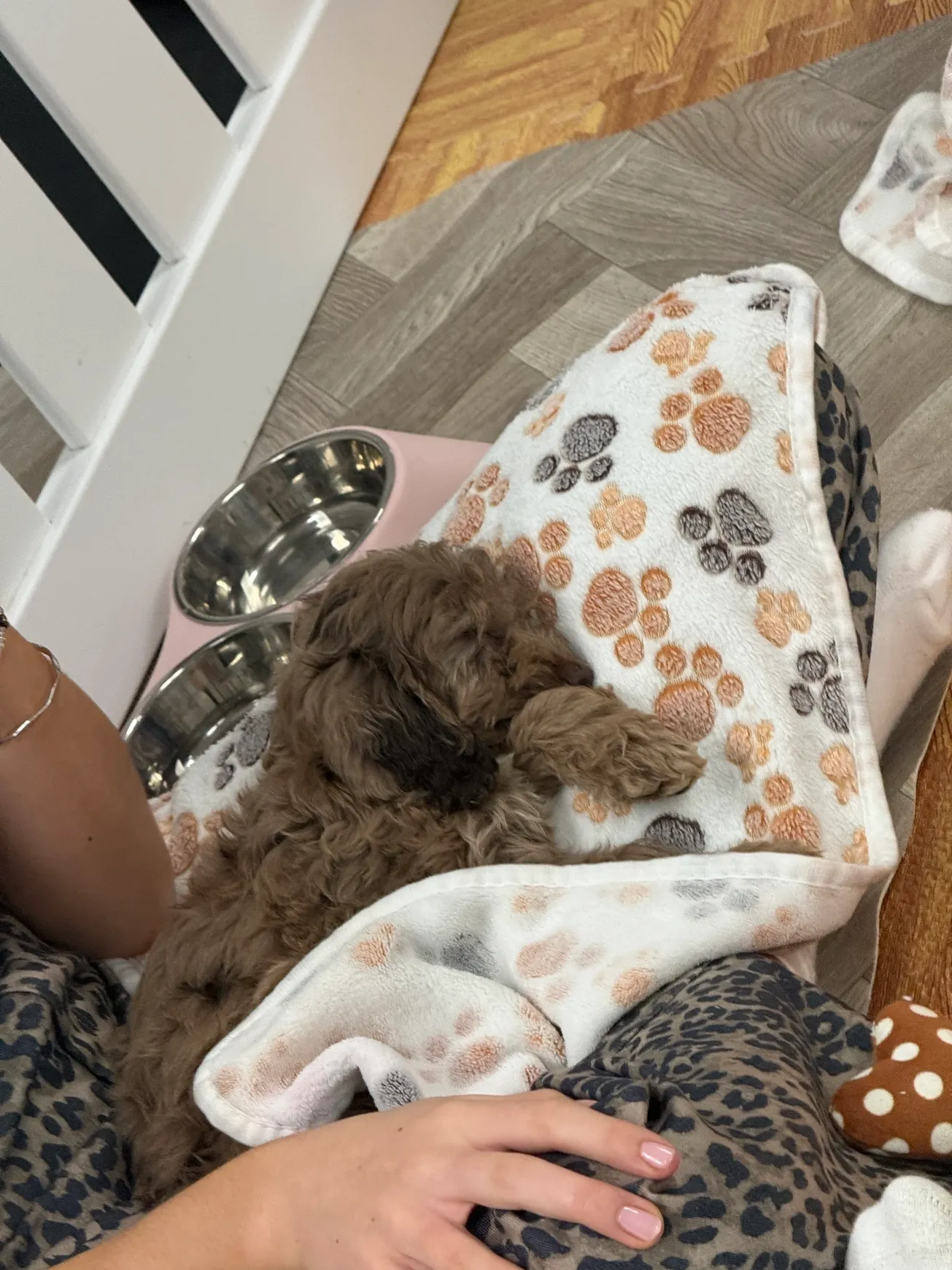 Adorable puppy napping comfortably