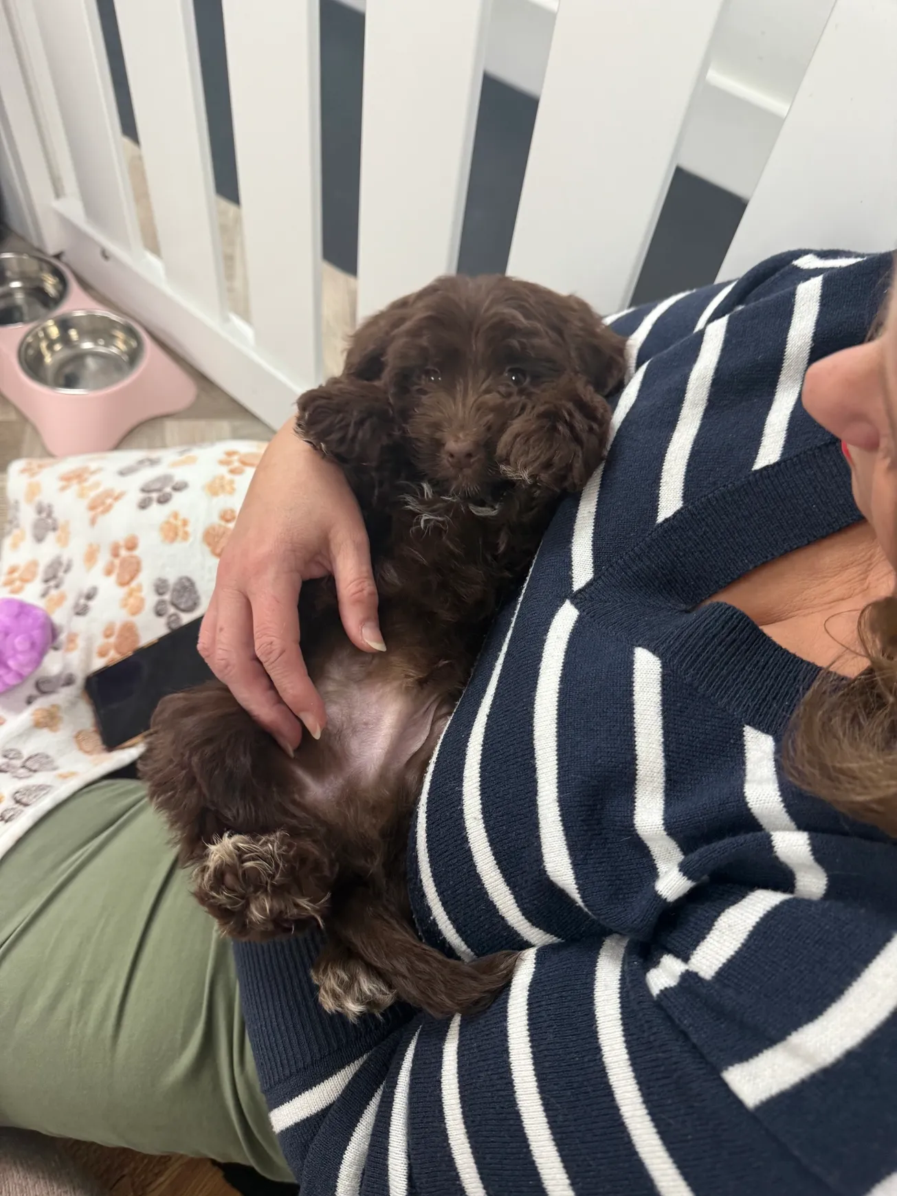 Cozy puppy in striped sweater lap