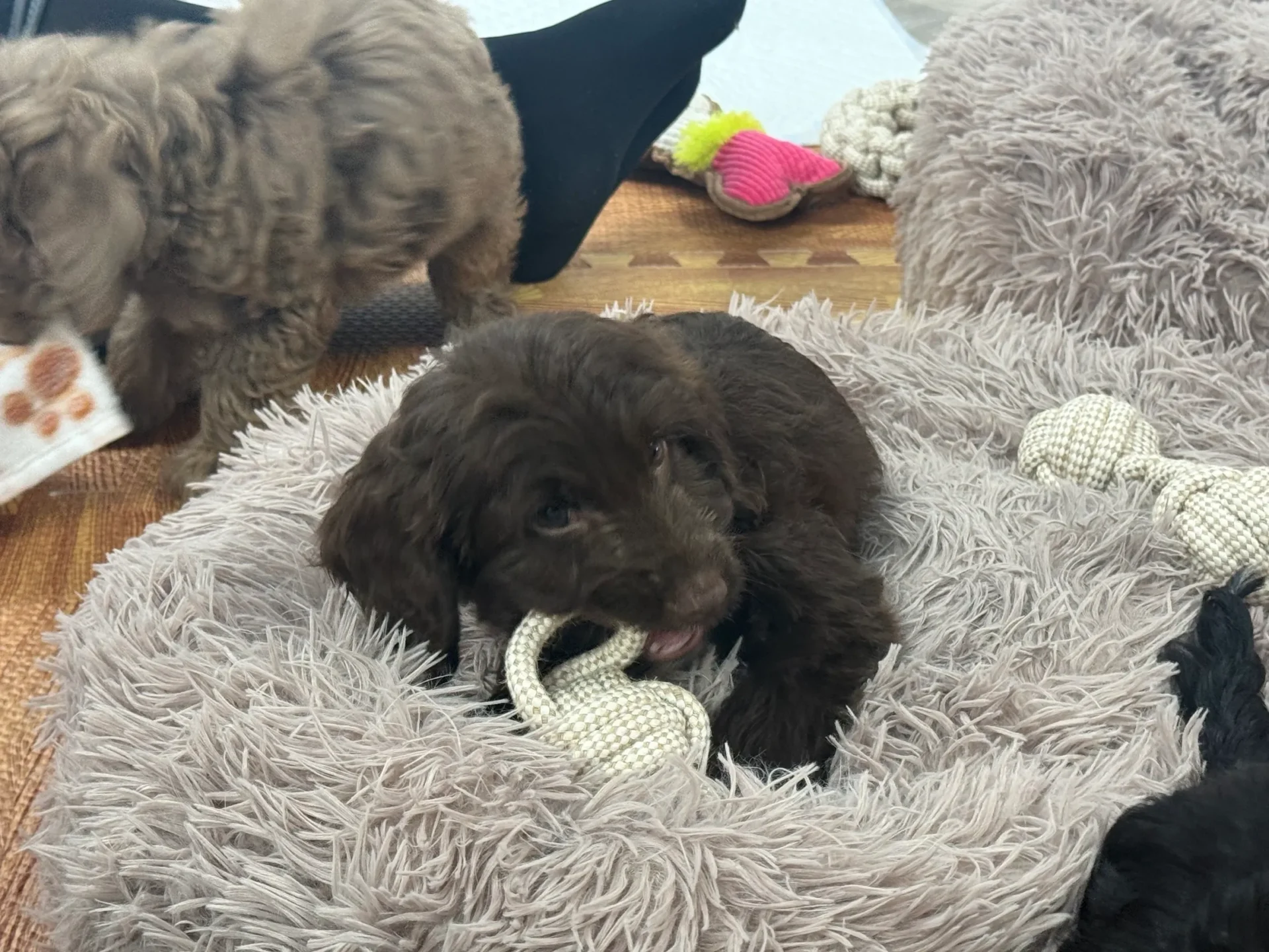 Brown puppy playing with rope toy