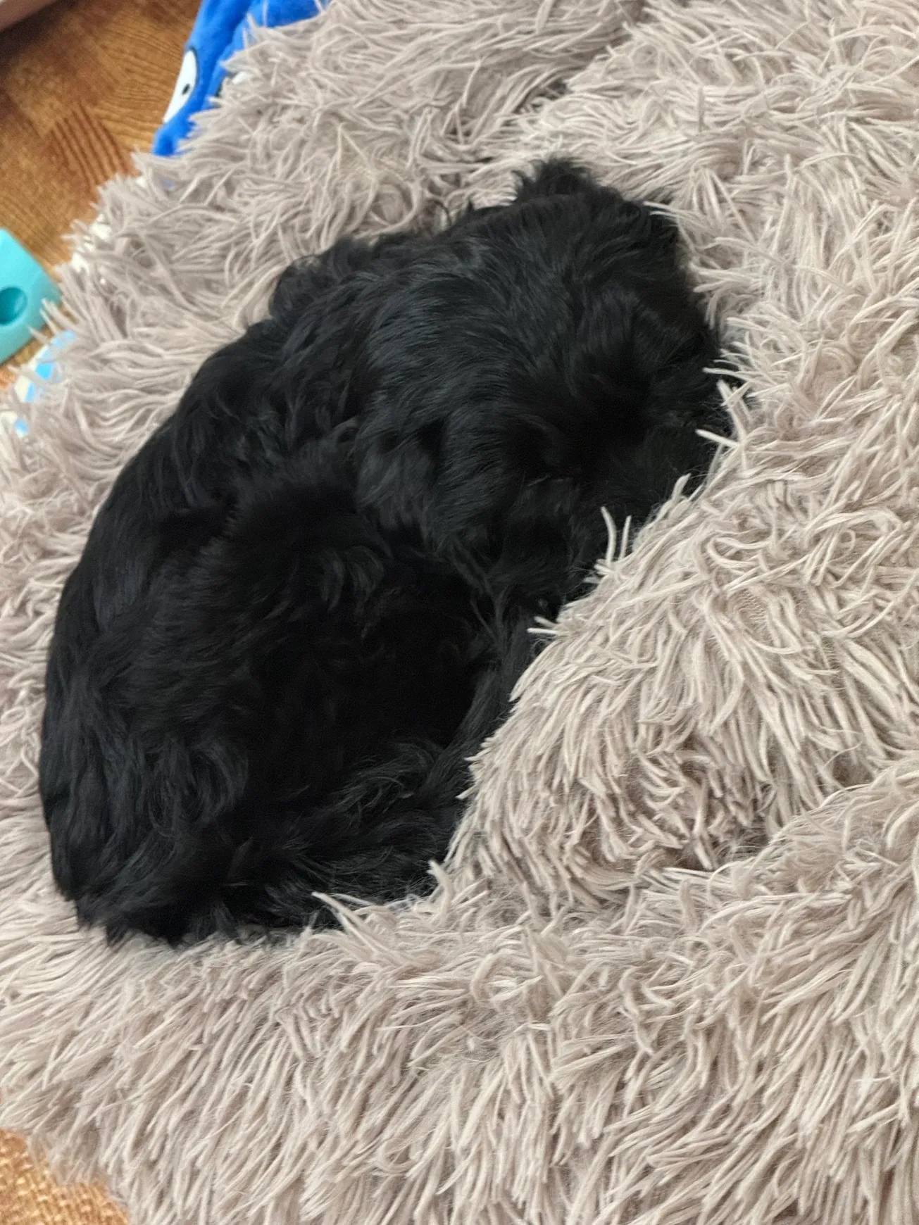Cozy dog nestled in a shaggy bed.