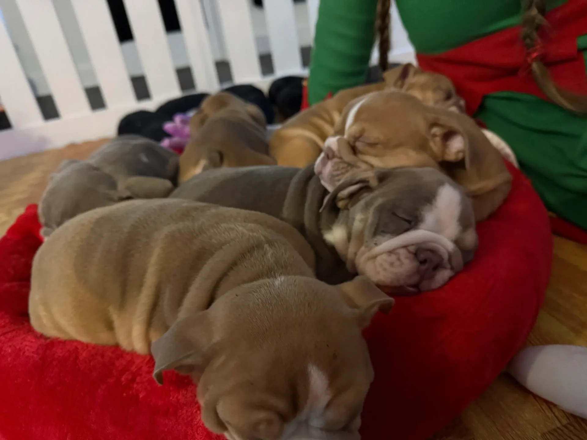 Adorable puppies napping together peacefully.