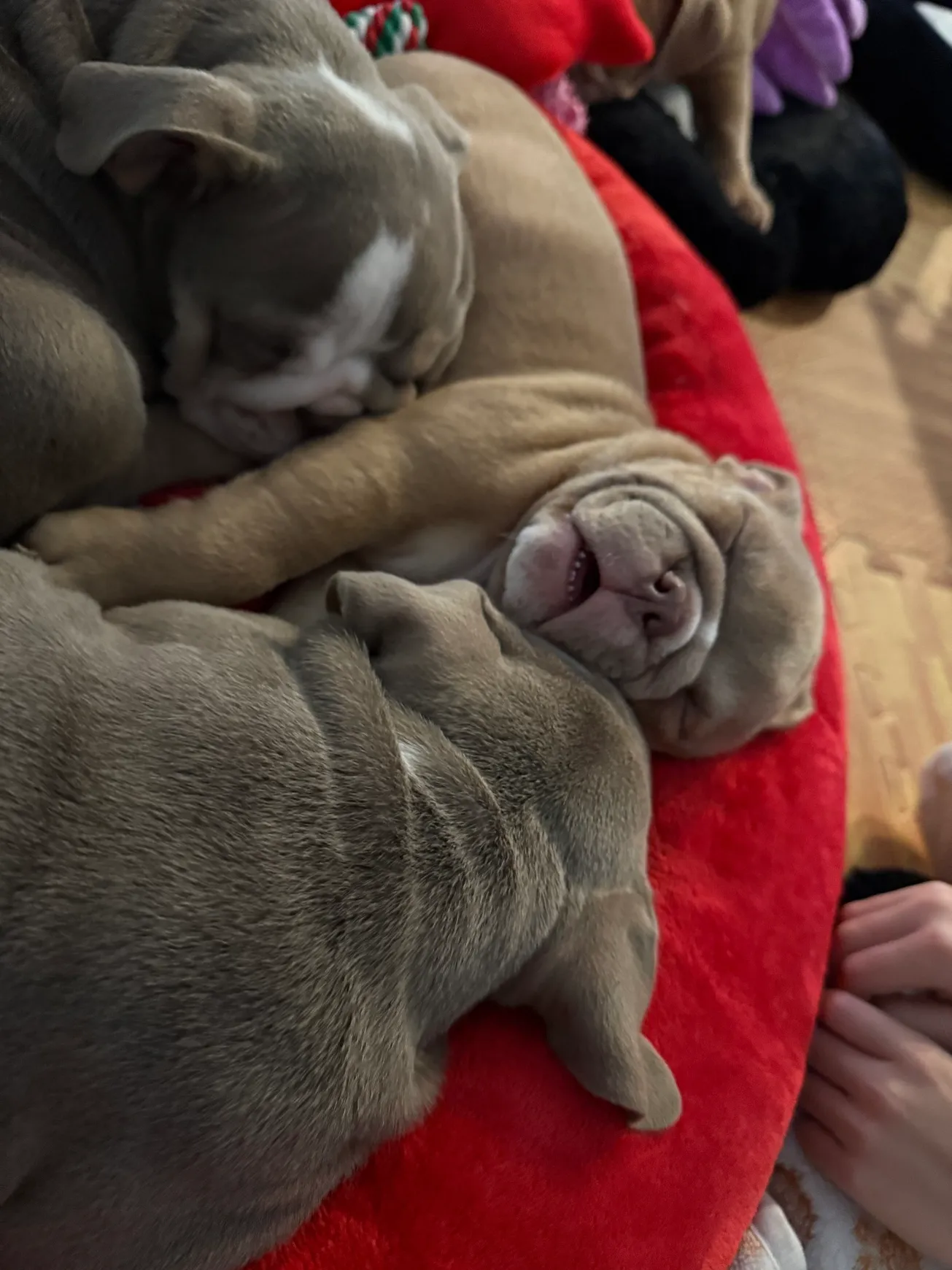 Sleeping puppies cuddled together