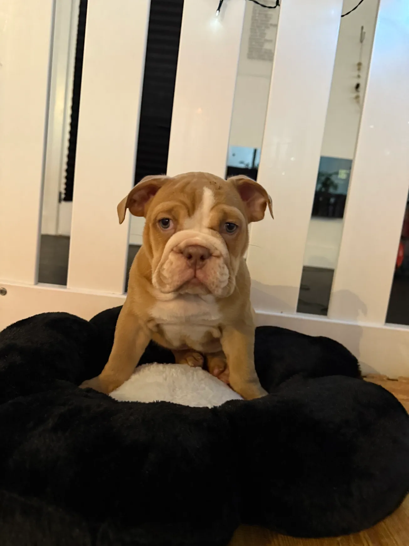 Adorable dog resting indoors on cushion.