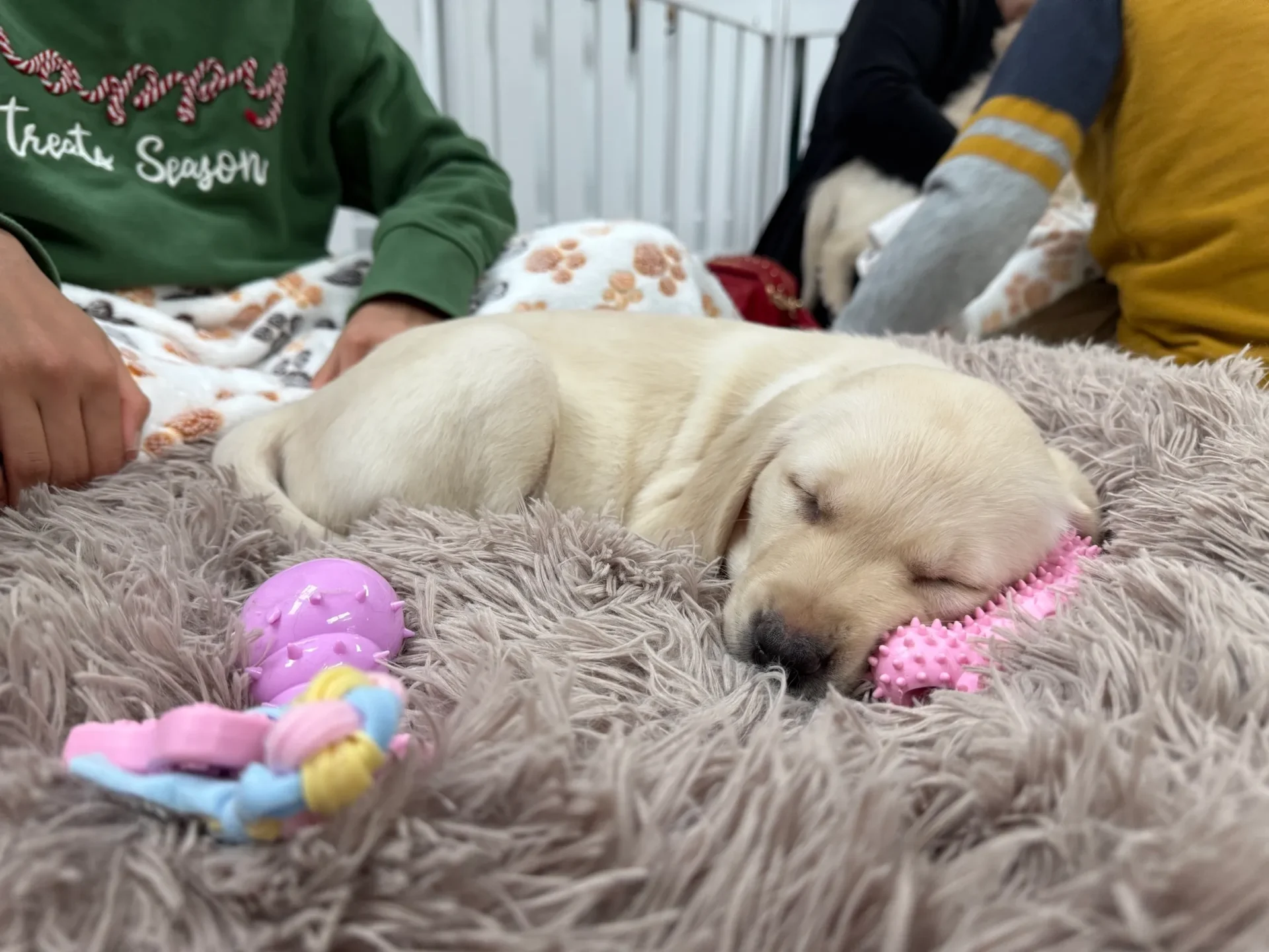 Cute Labrador puppy napping with toys