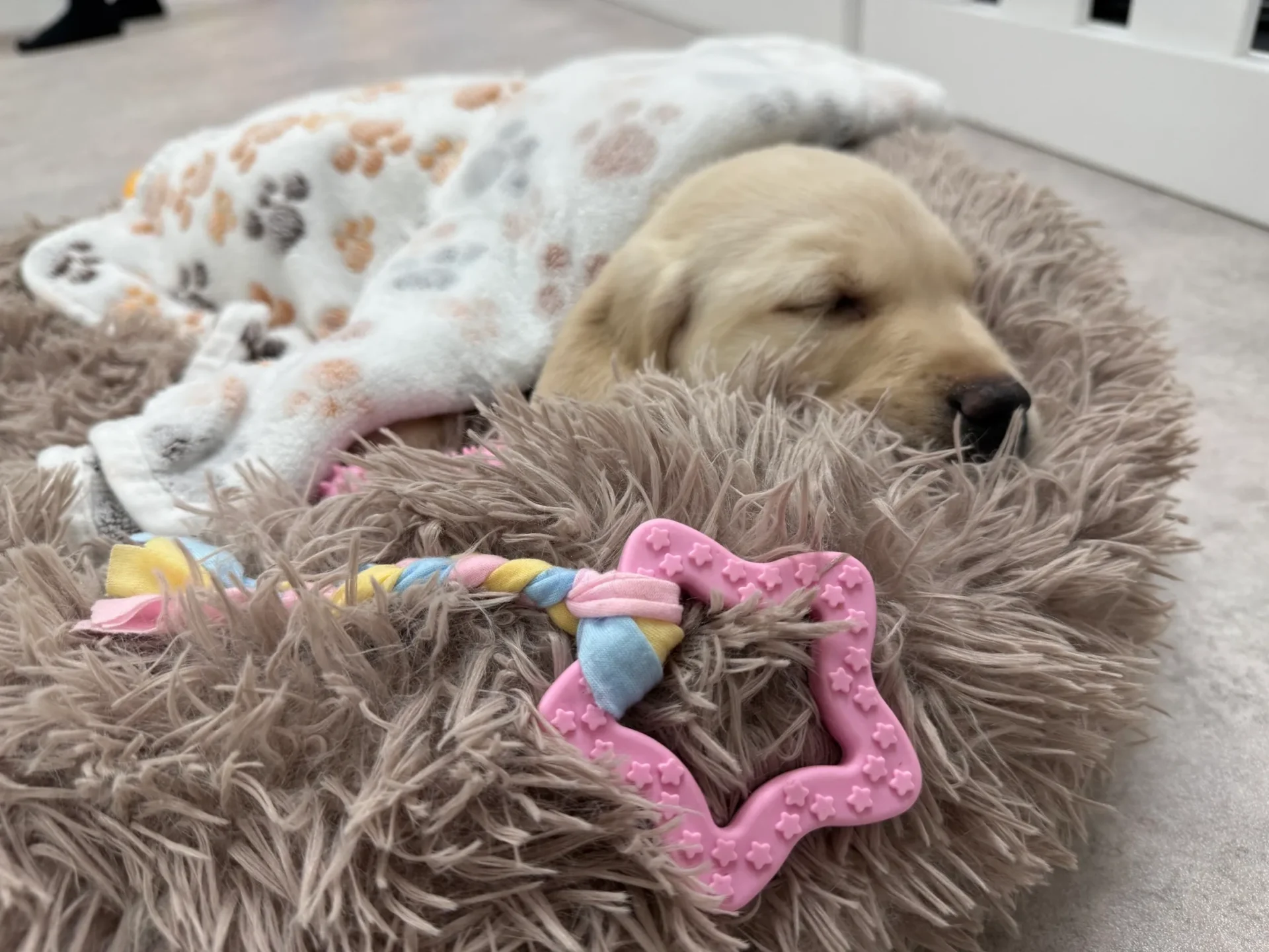 Sleeping dog under paw-print blanket