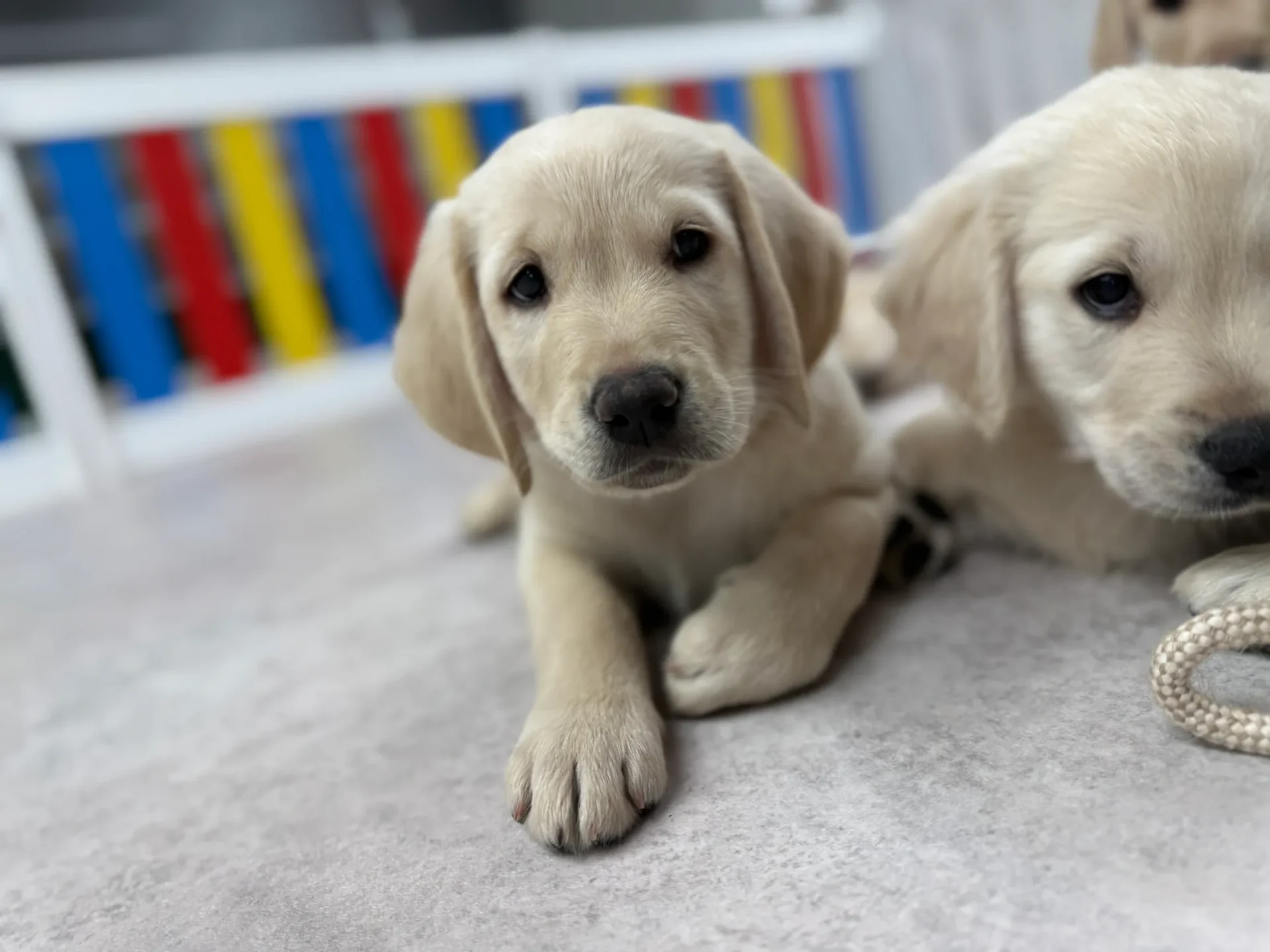Curious puppies in colorful playpen
