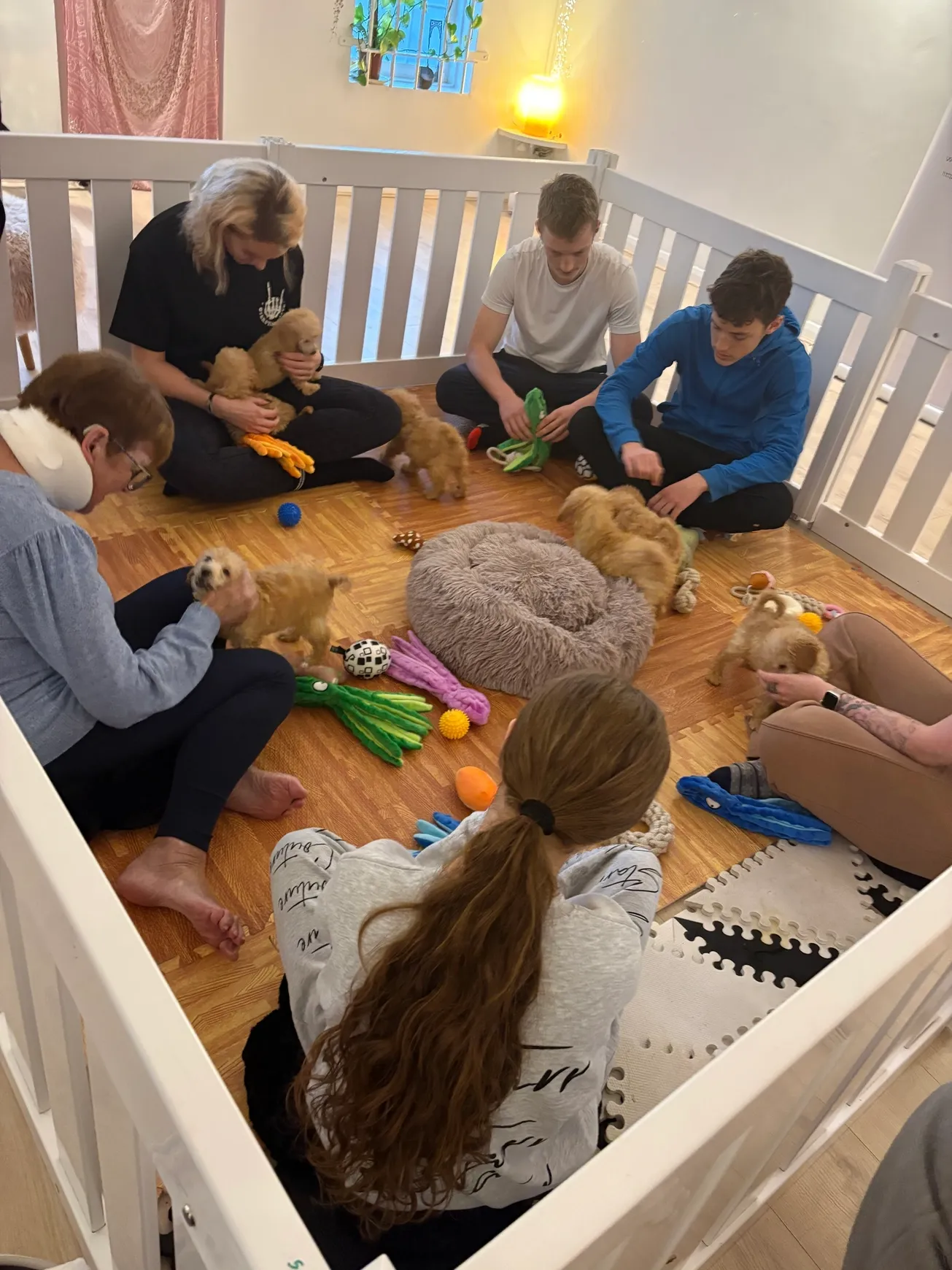 Puppies and people in a playpen
