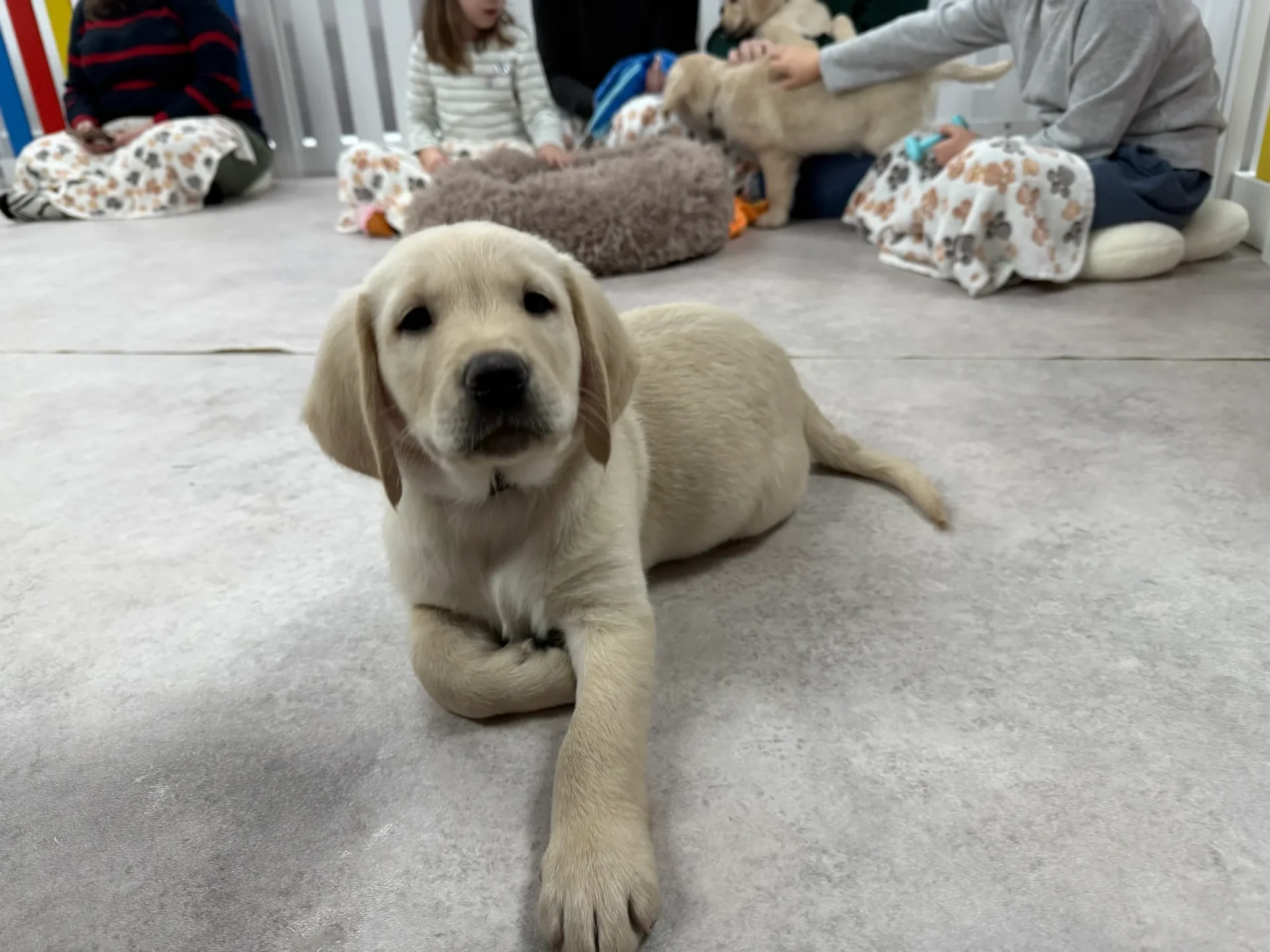 Cute puppy relaxing indoors