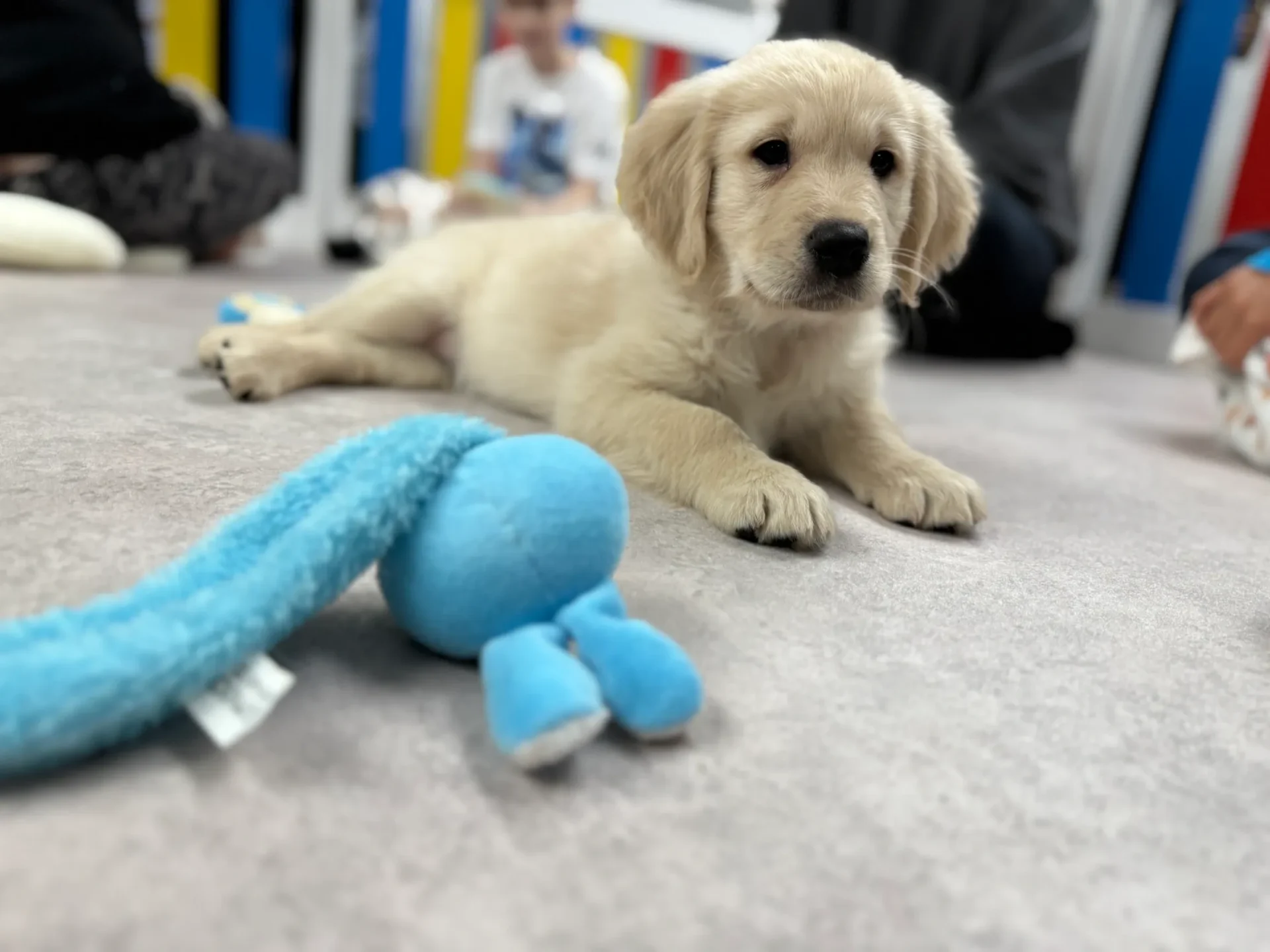 Golden puppy with blue toy