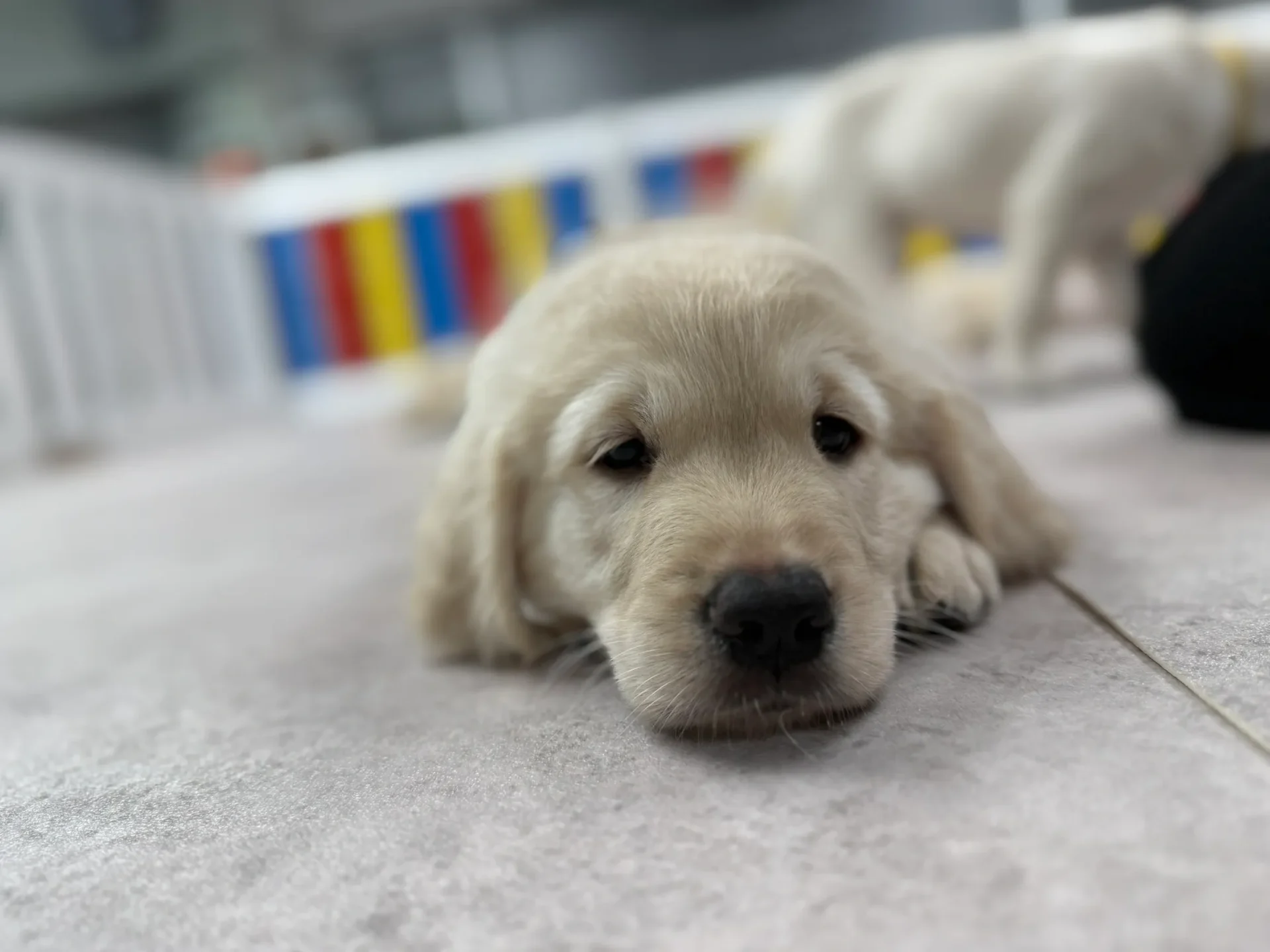 Cute puppy resting indoors