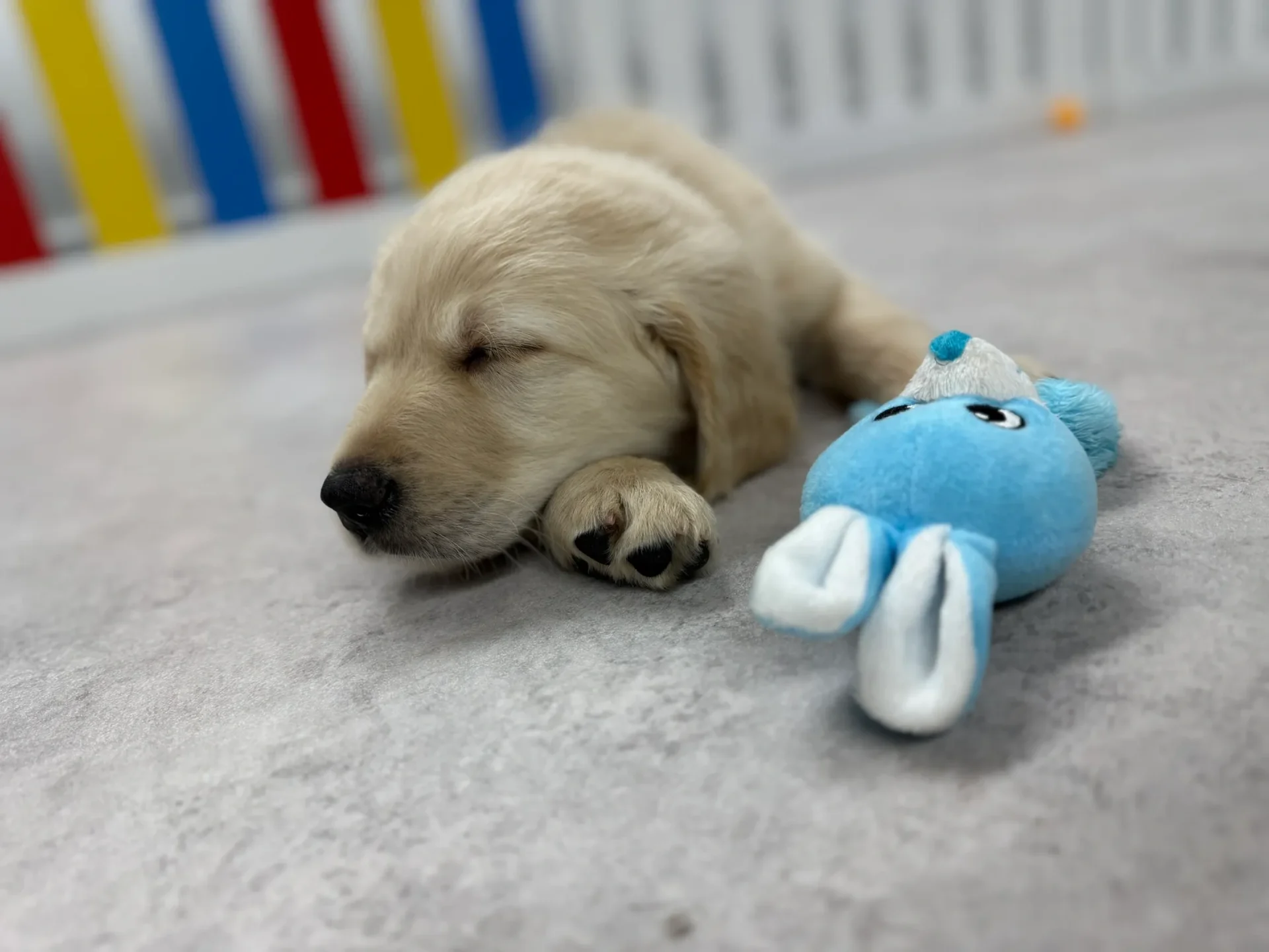 Cute puppy resting on floor