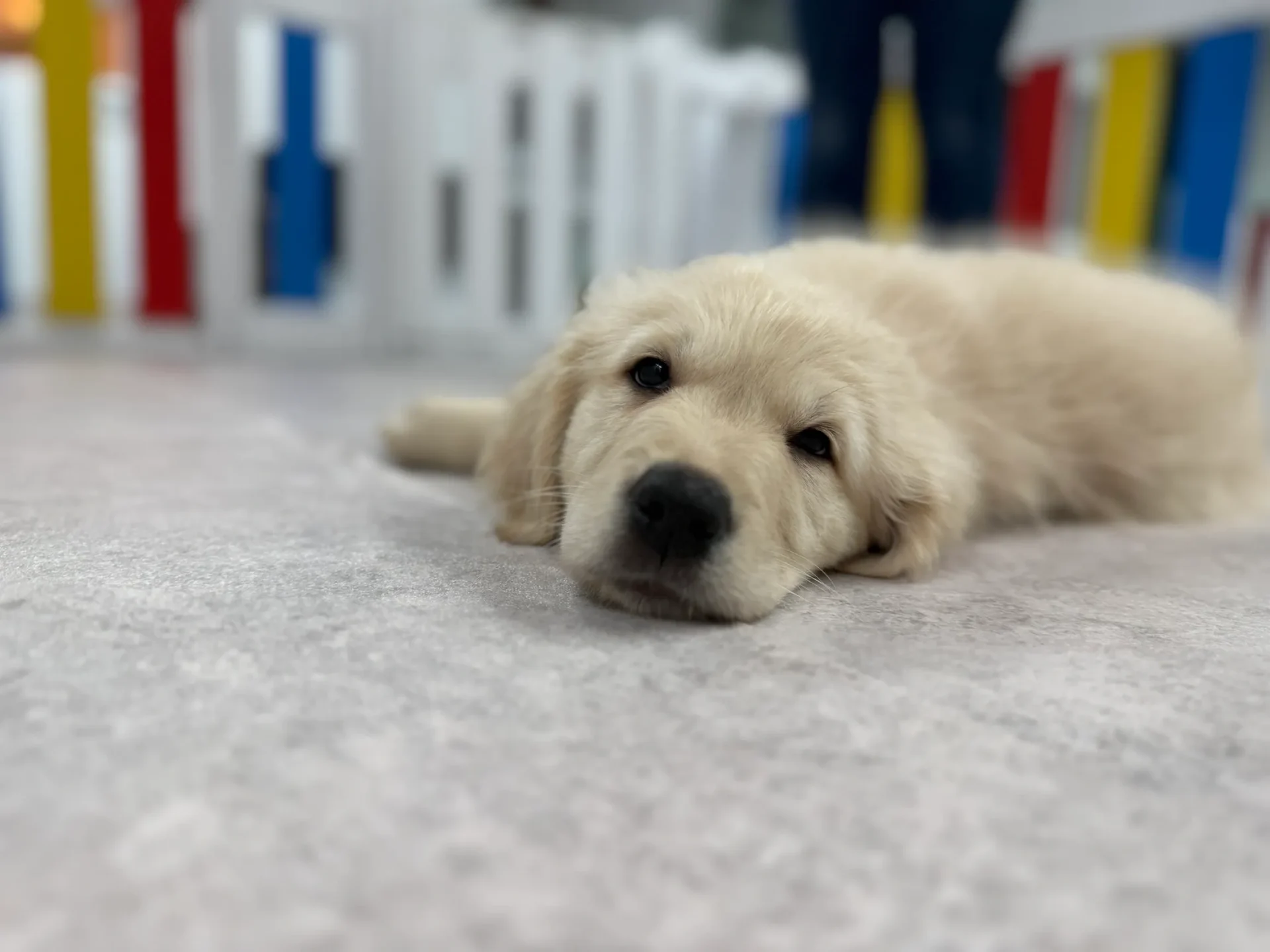 Cute puppy lying down indoors